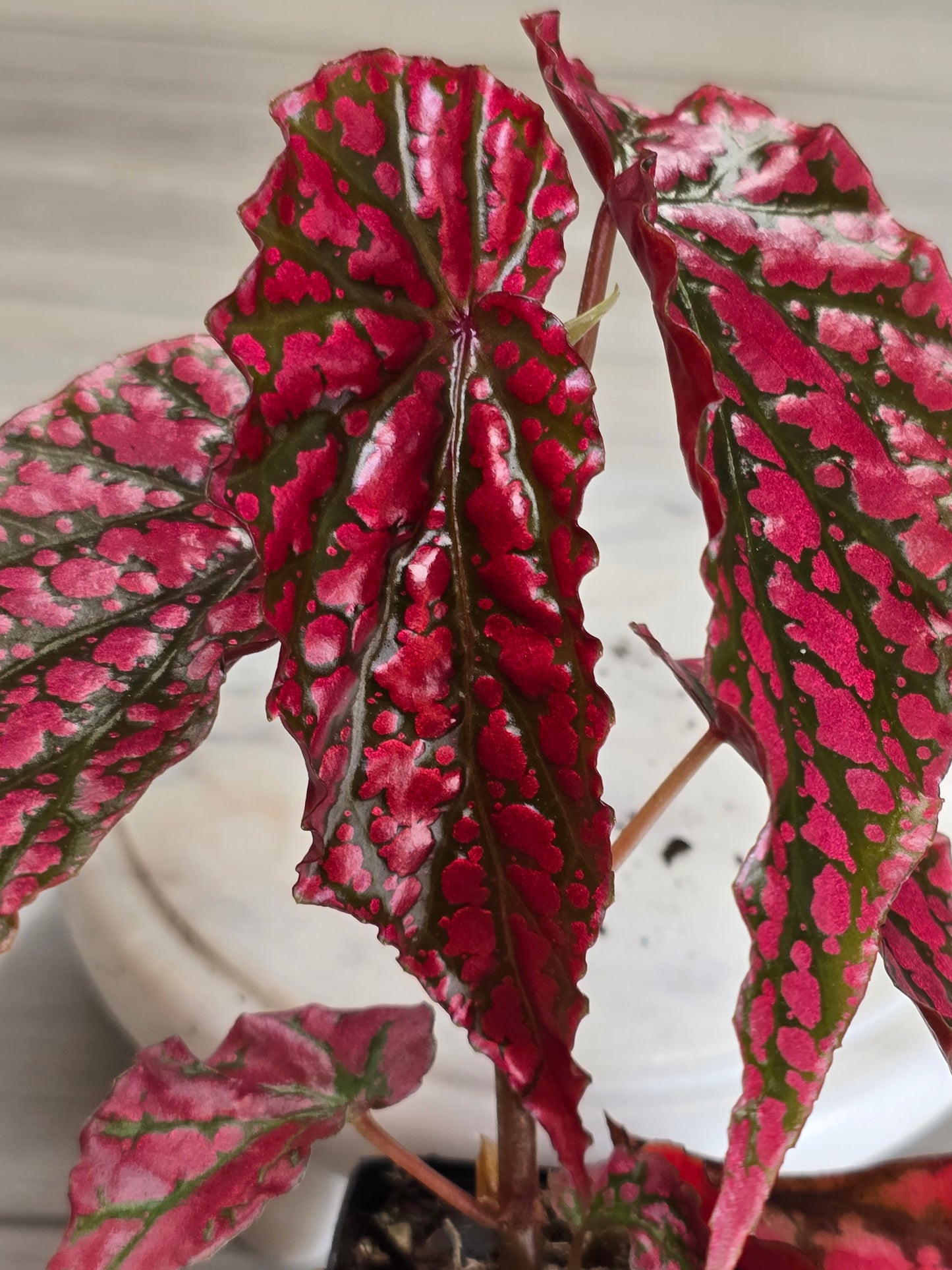 Begonia Pink Legacy (RARE)