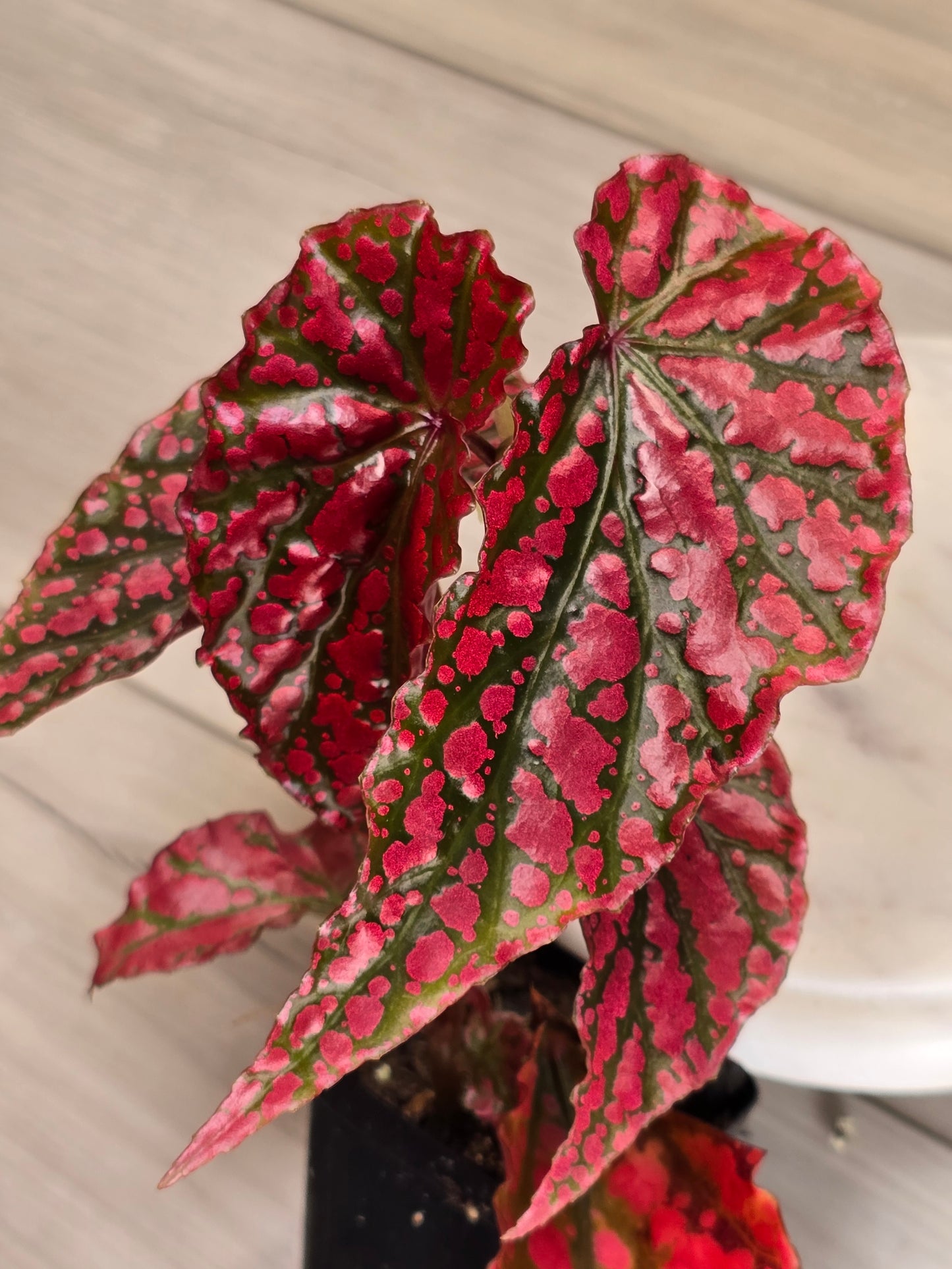 Begonia Pink Legacy (RARE)