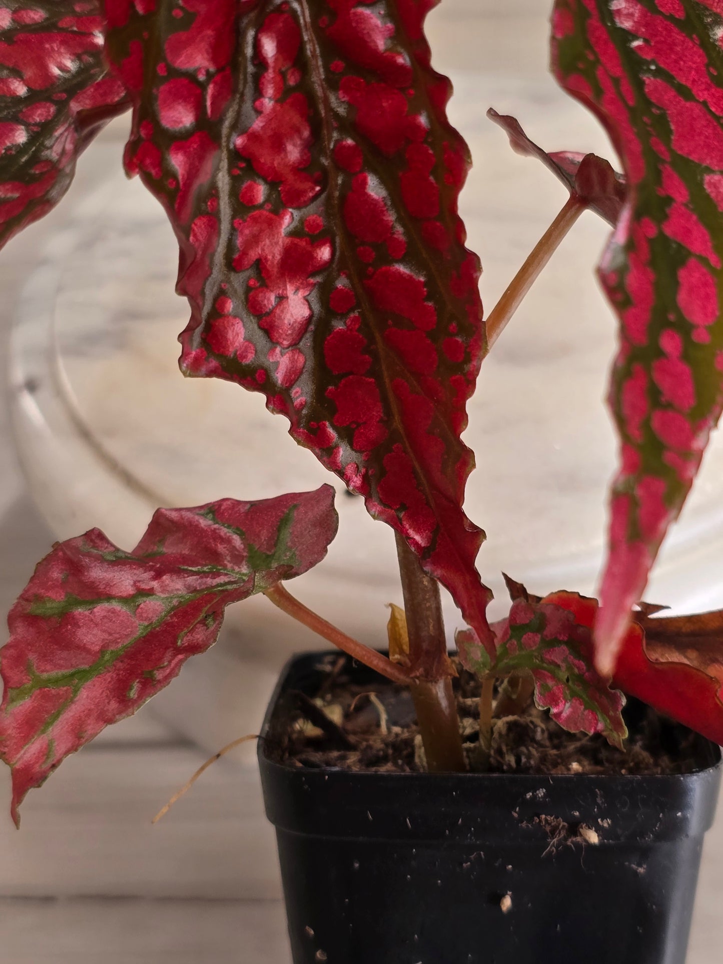 Begonia Pink Legacy (RARE)