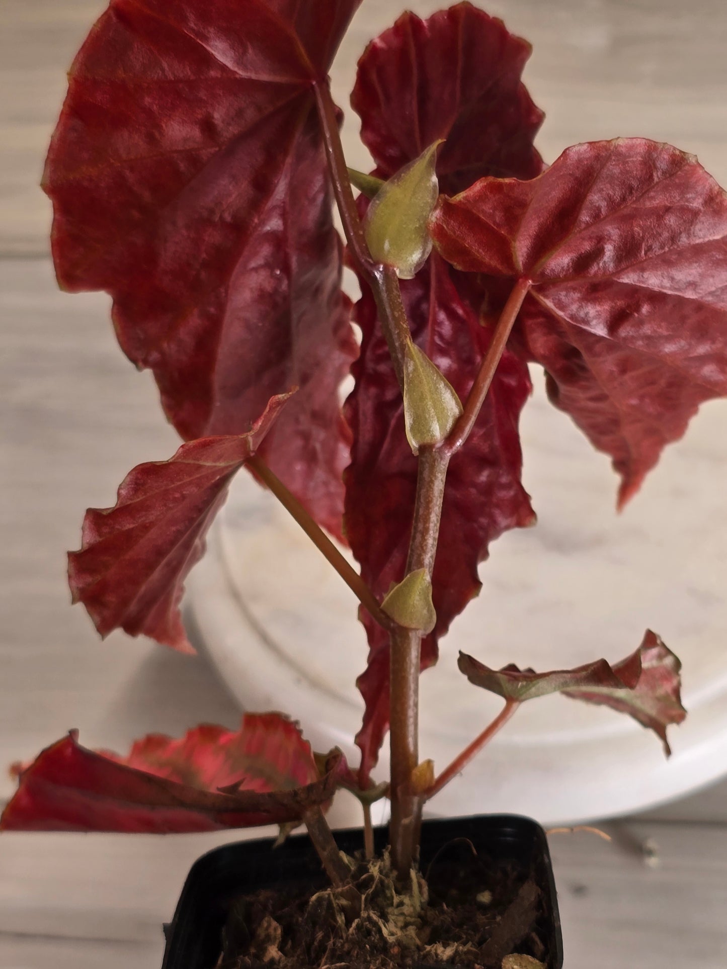 Begonia Pink Legacy (RARE)