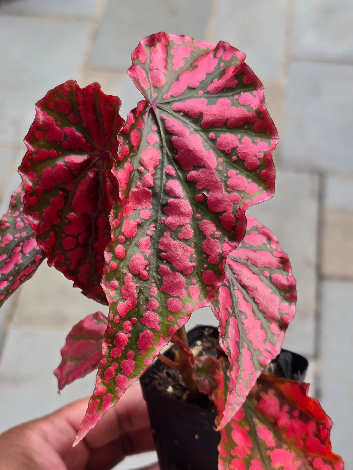 Begonia Pink Legacy (RARE)