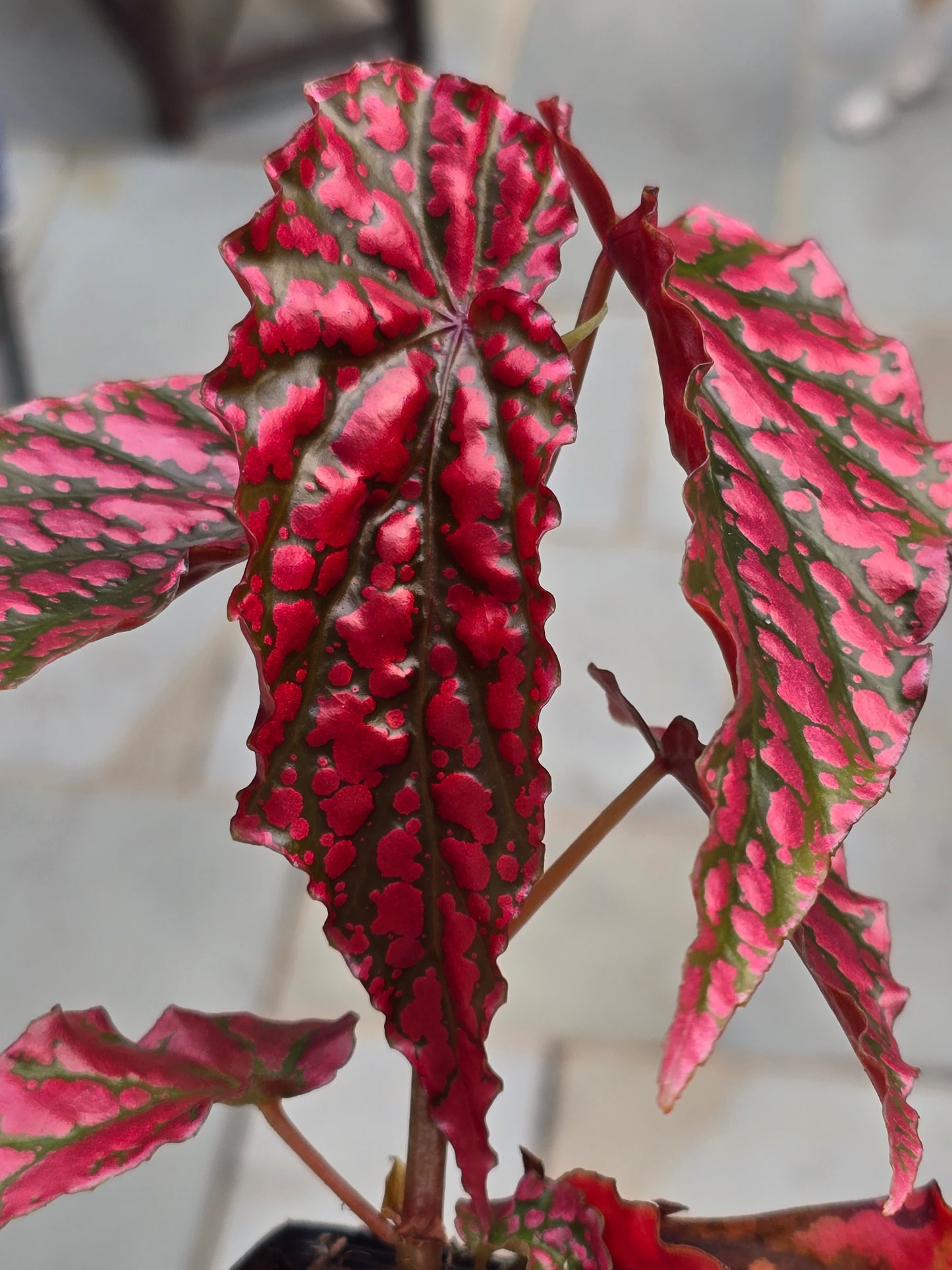Begonia Pink Legacy (RARE)