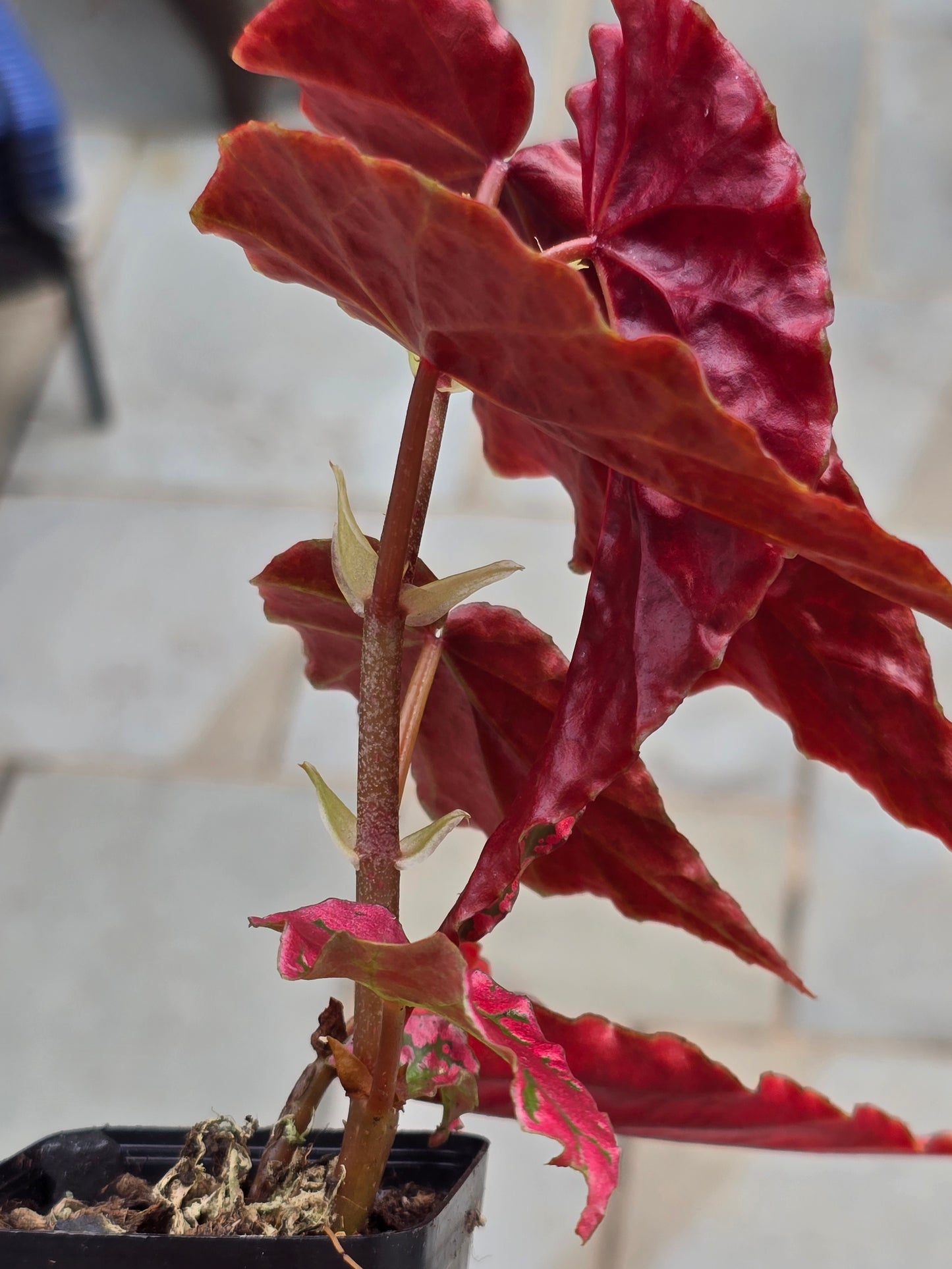 Begonia Pink Legacy (RARE)