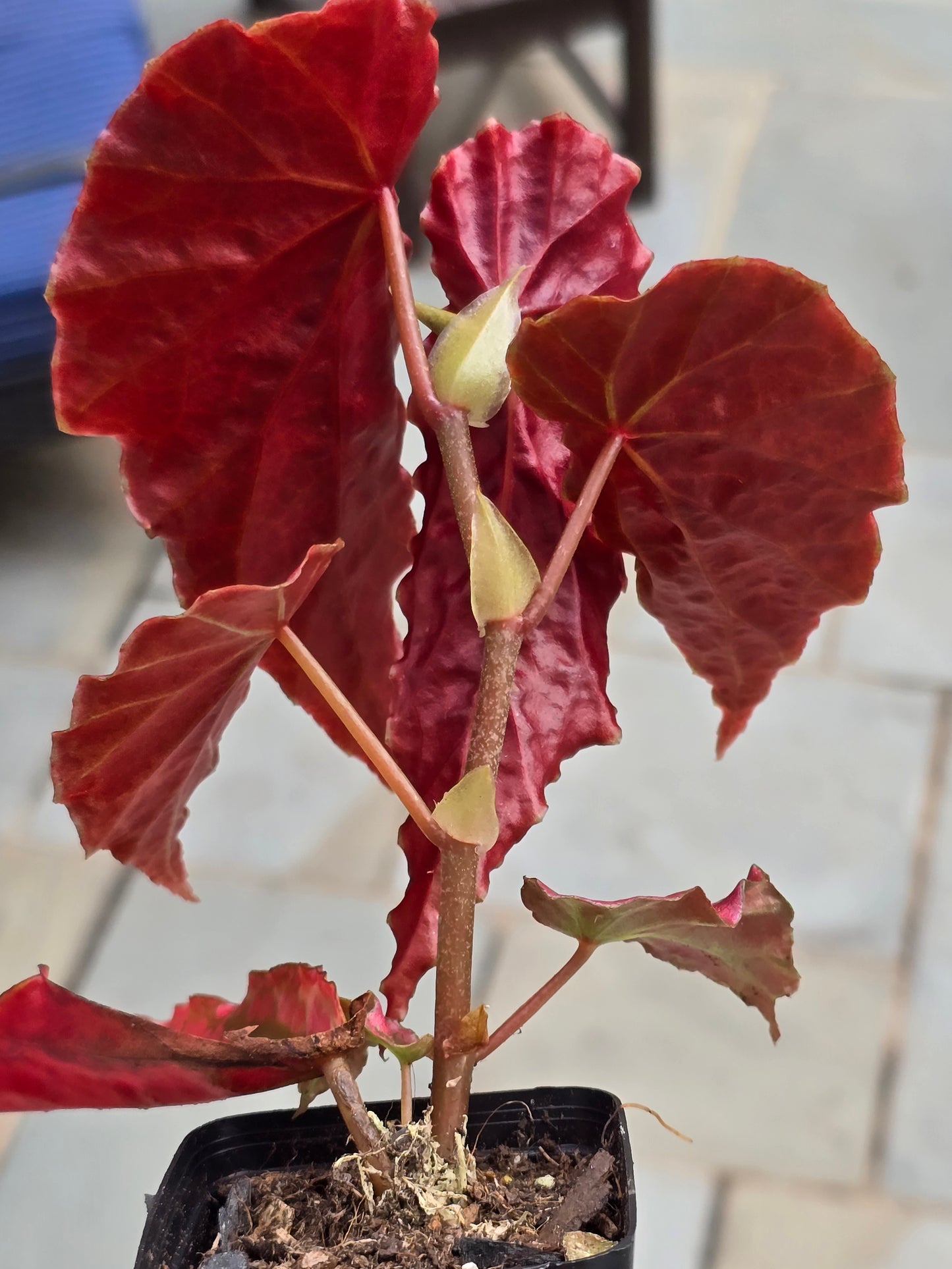 Begonia Pink Legacy (RARE)