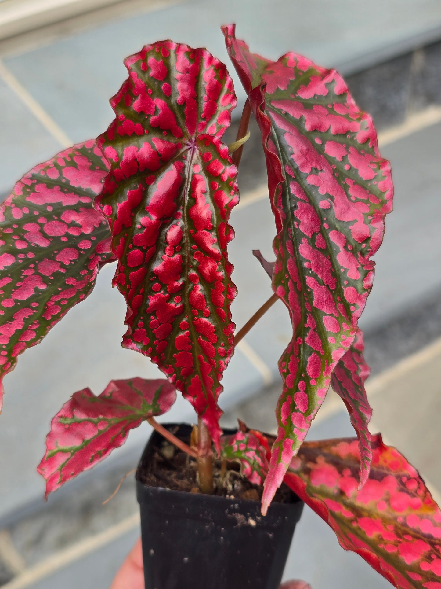 Begonia Pink Legacy (RARE)