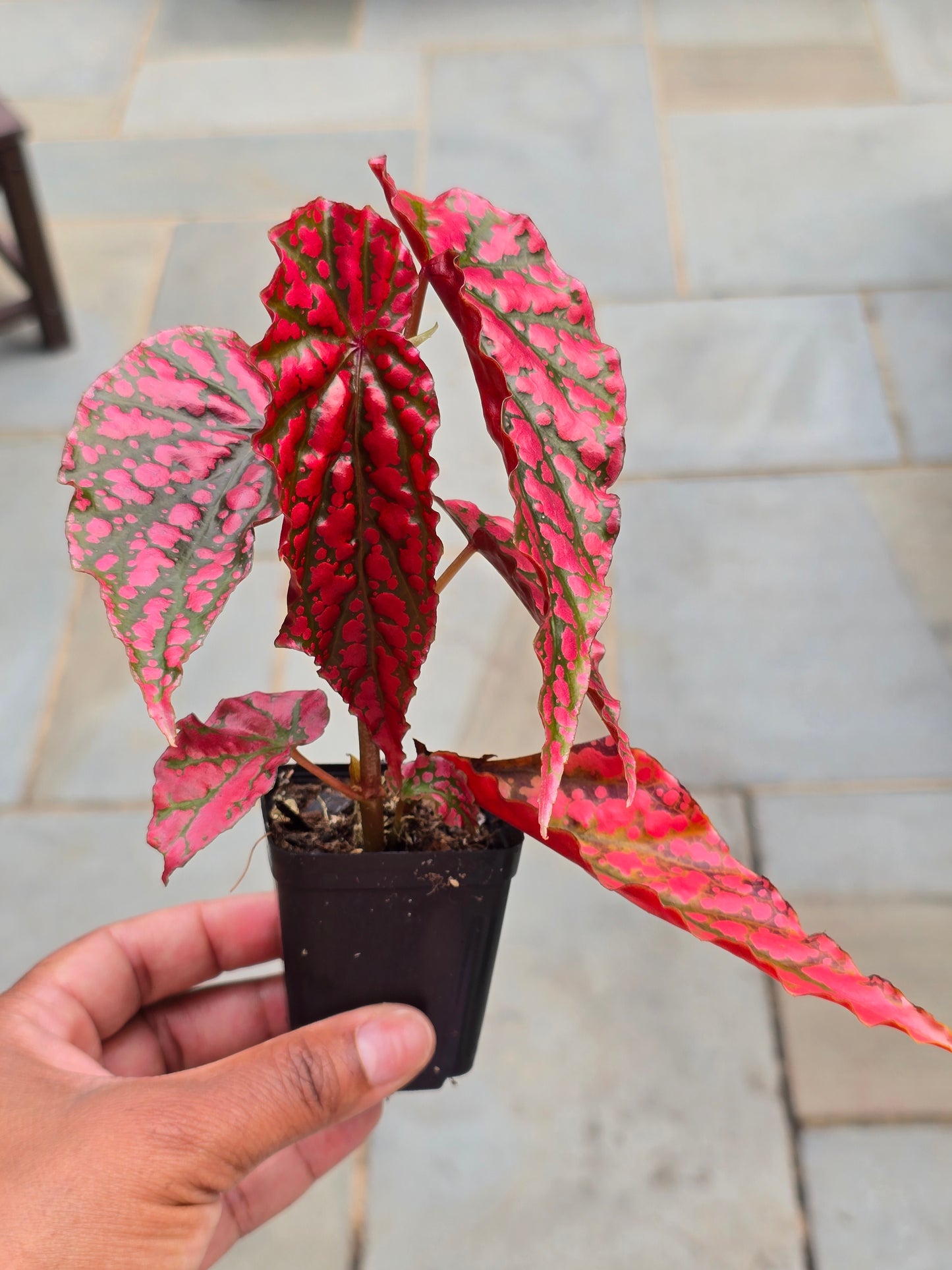 Begonia Pink Legacy (RARE)