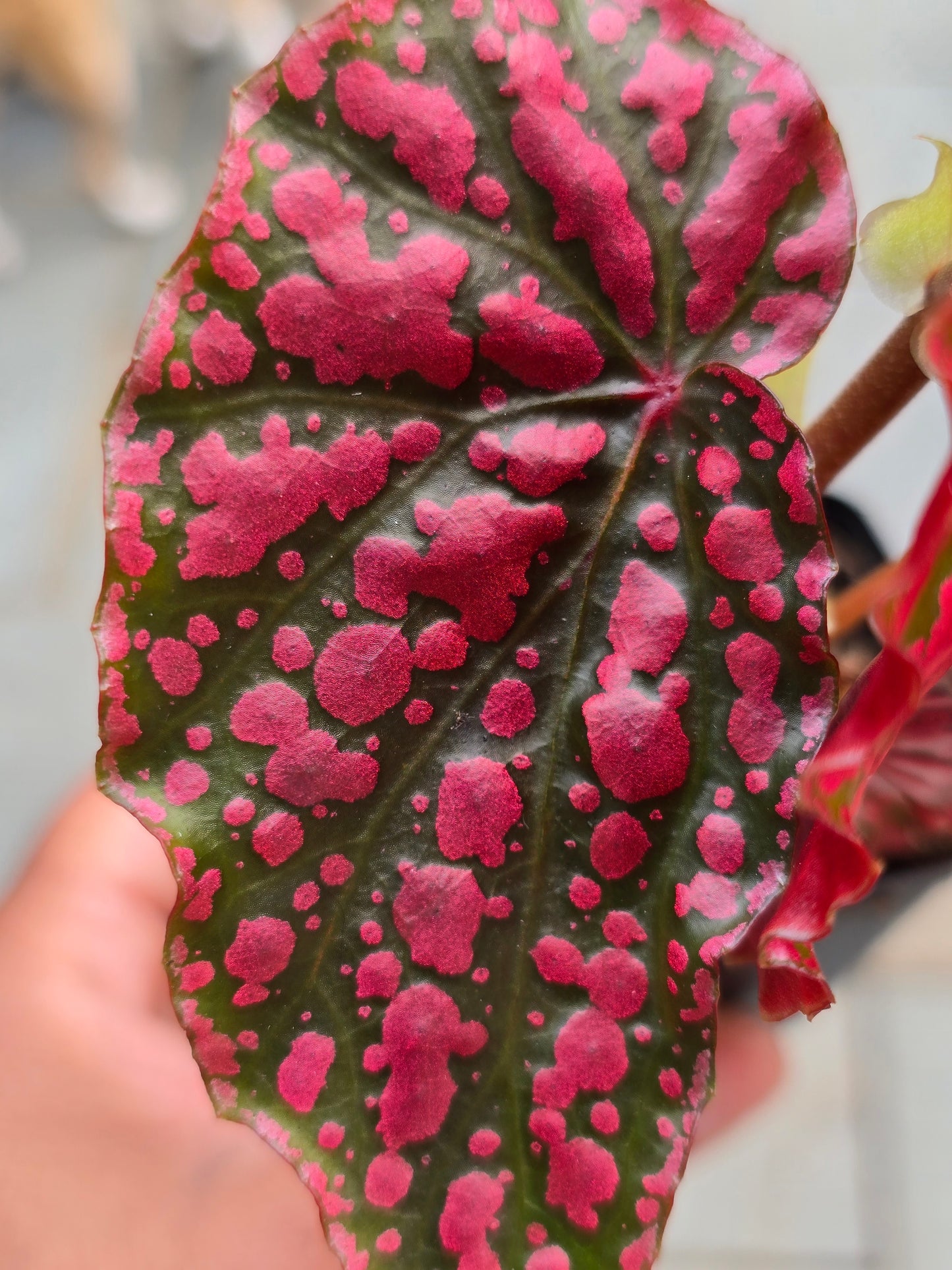 Begonia Pink Legacy (RARE)