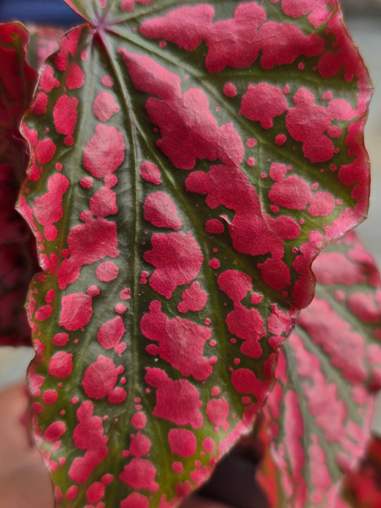 Begonia Pink Legacy (RARE)