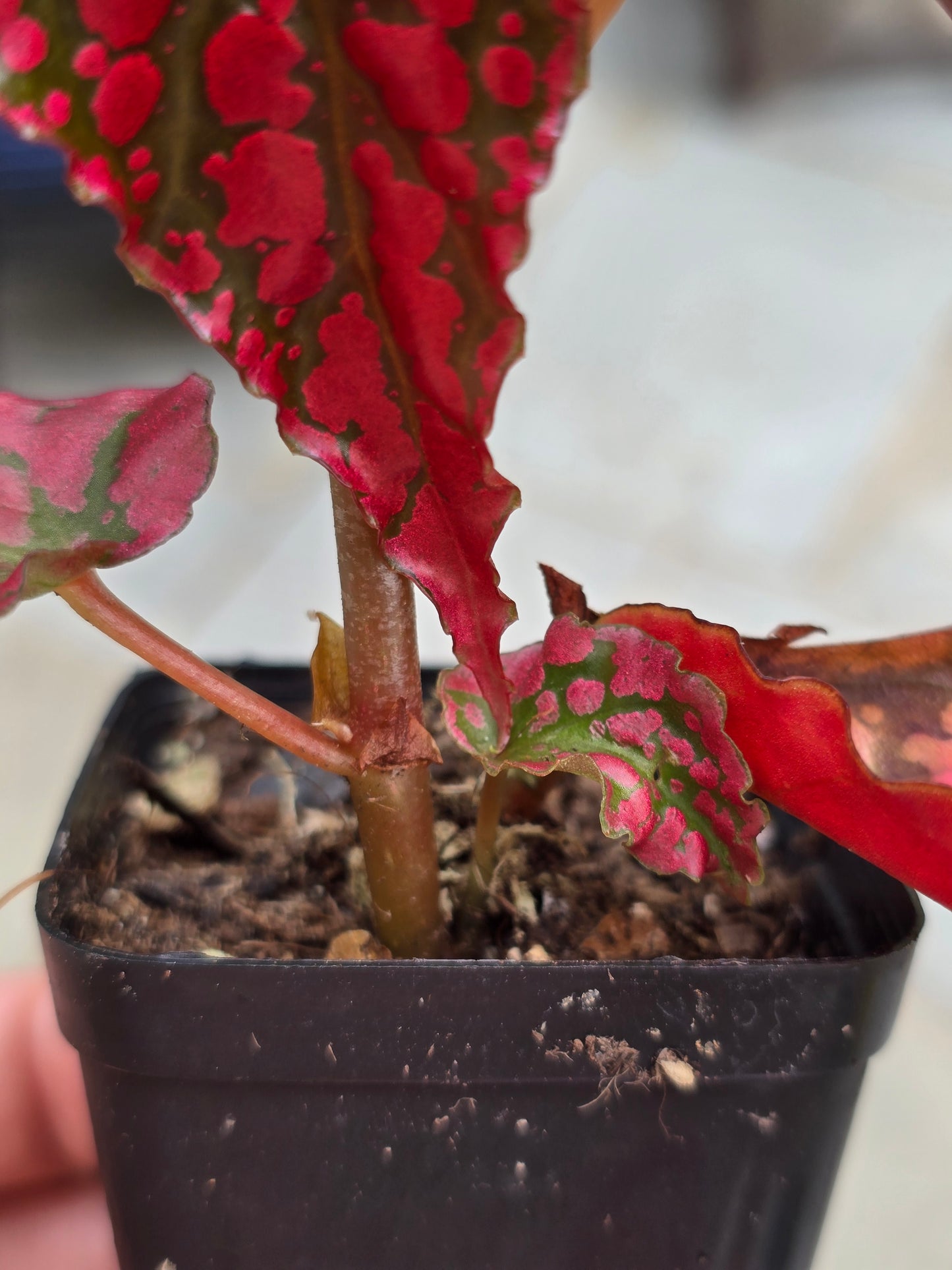 Begonia Pink Legacy (RARE)