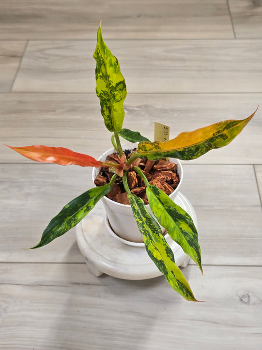 Philodendron Caramel Marble Fire Tiger #571