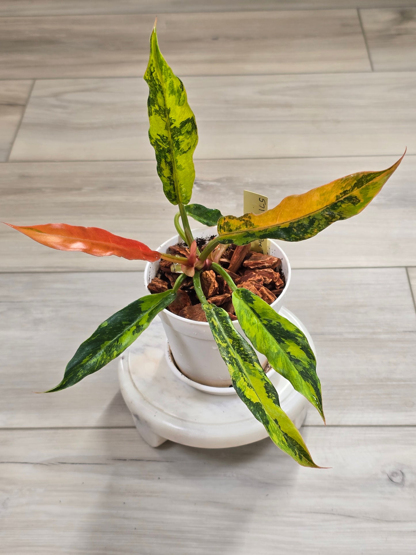 Philodendron Caramel Marble Fire Tiger #571