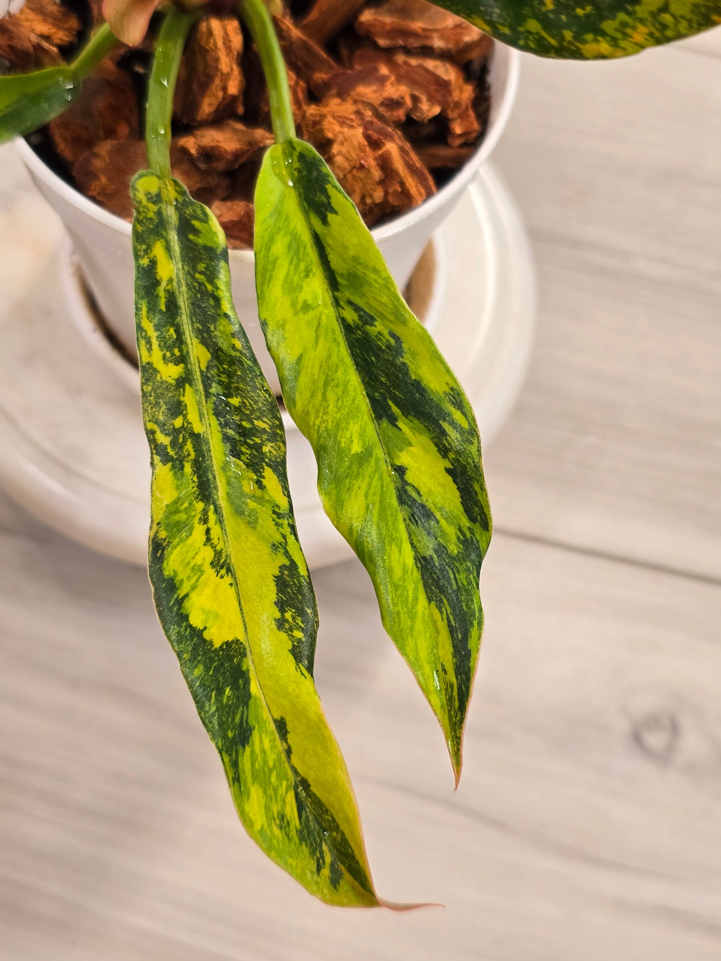 Philodendron Caramel Marble Fire Tiger #571