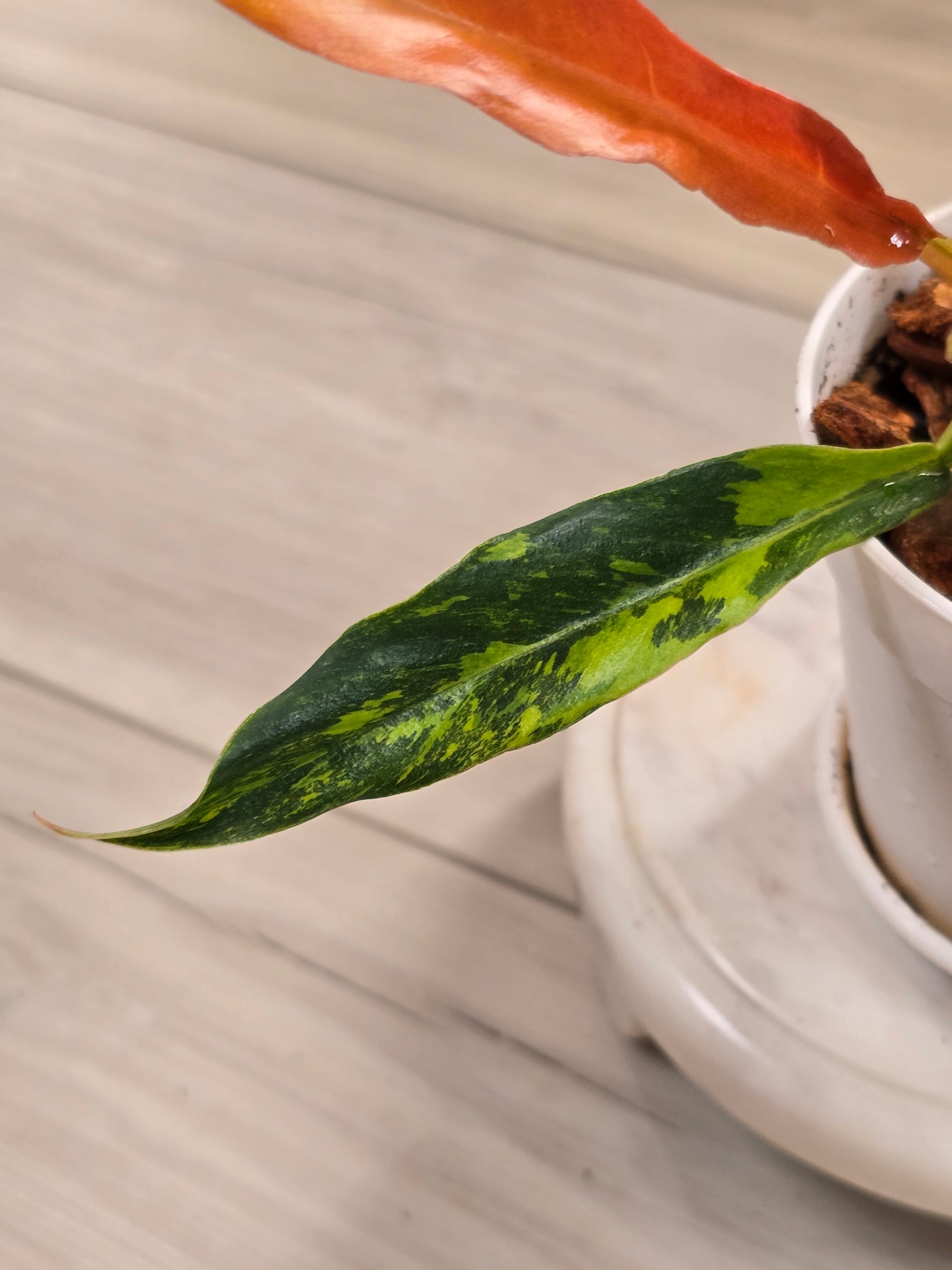 Philodendron Caramel Marble Fire Tiger #571