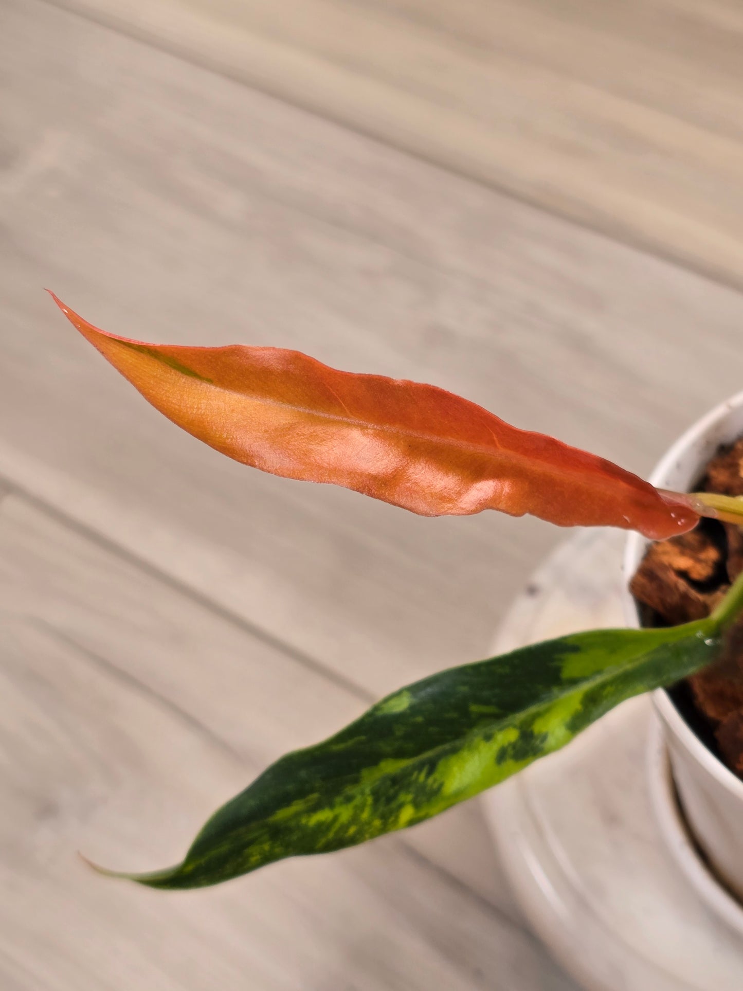 Philodendron Caramel Marble Fire Tiger #571