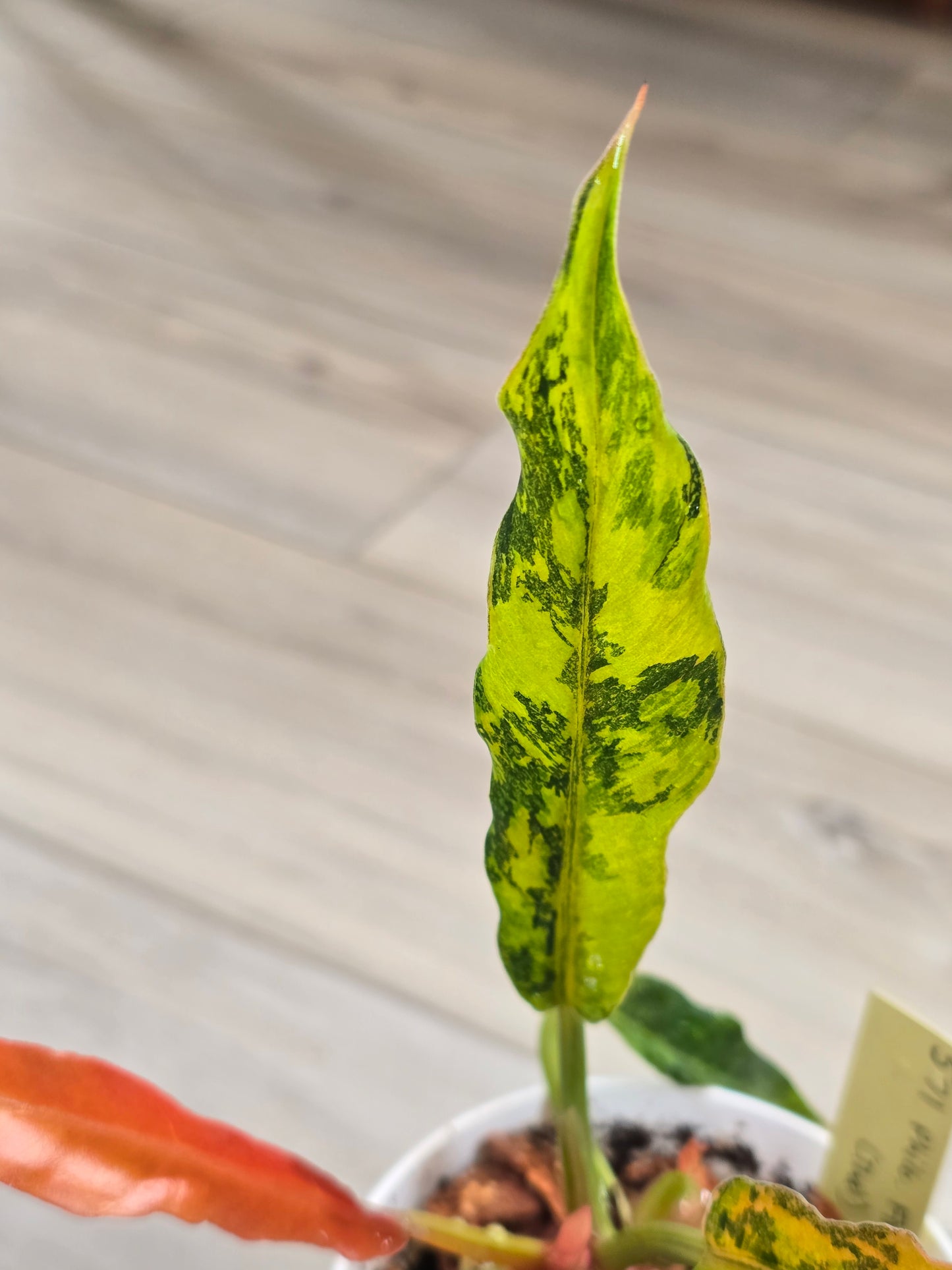 Philodendron Caramel Marble Fire Tiger #571