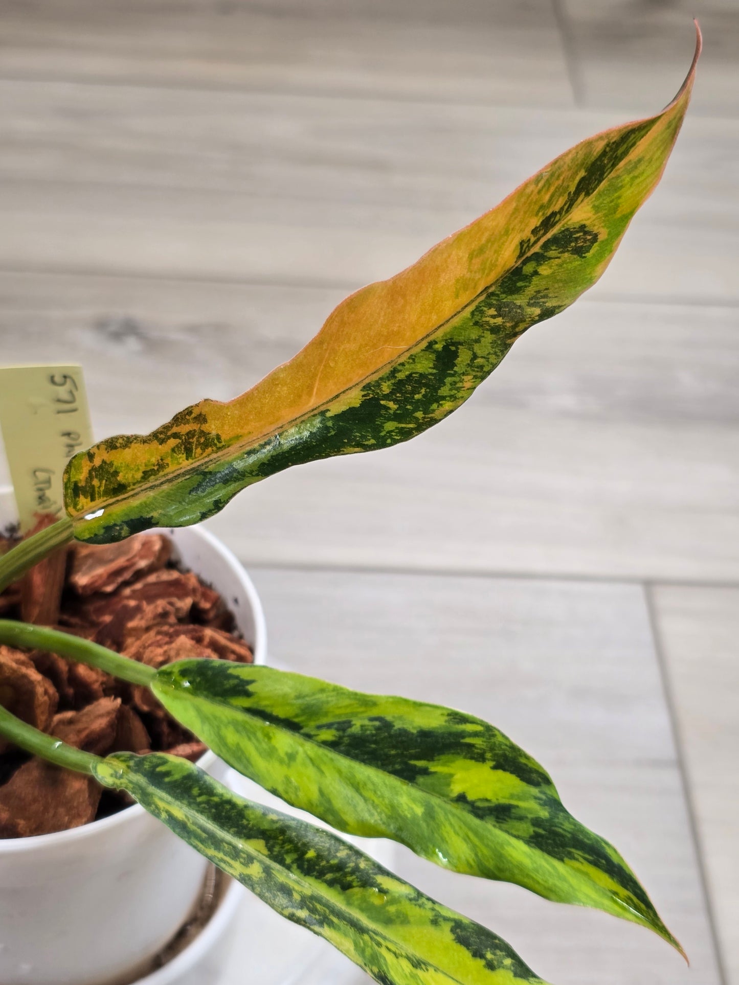 Philodendron Caramel Marble Fire Tiger #571