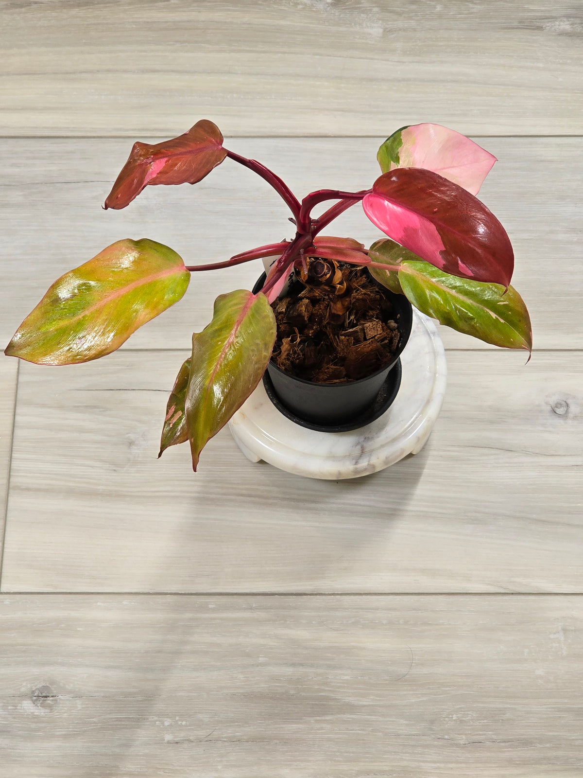 Philodendron Persimmon Princess #20