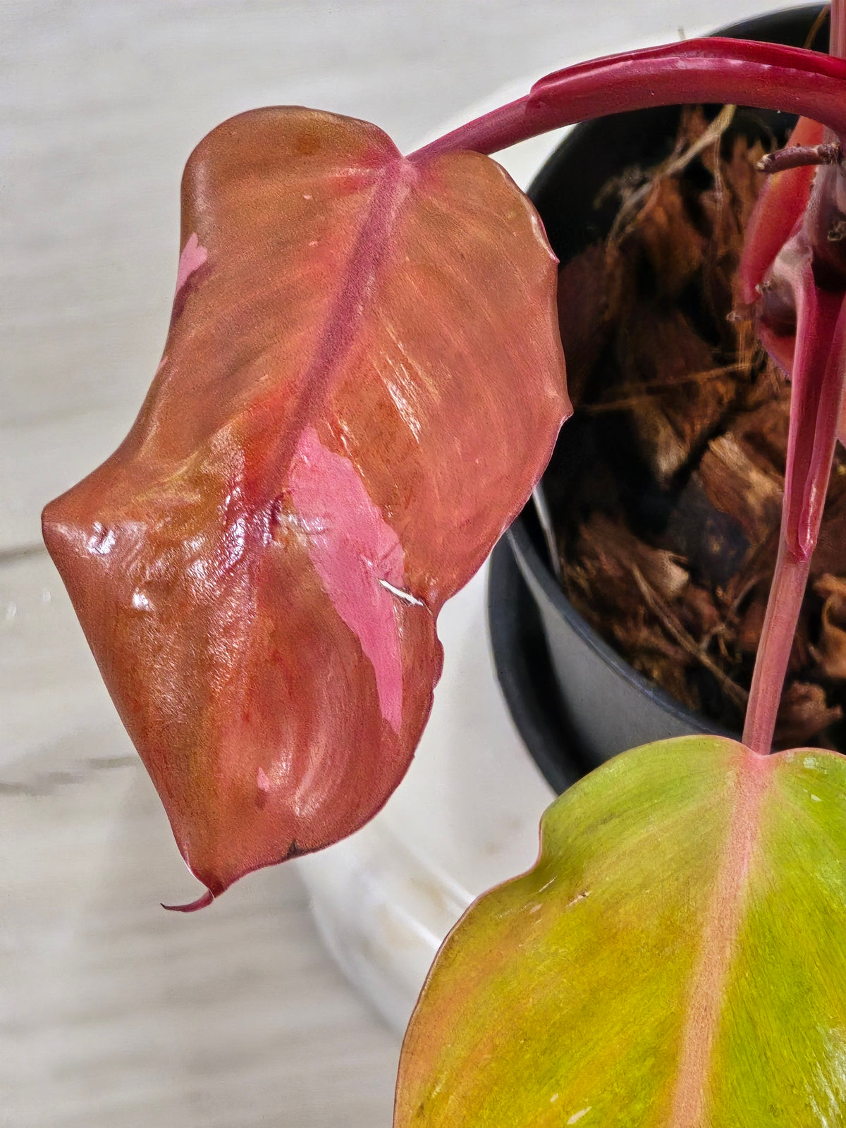 Philodendron Persimmon Princess #20