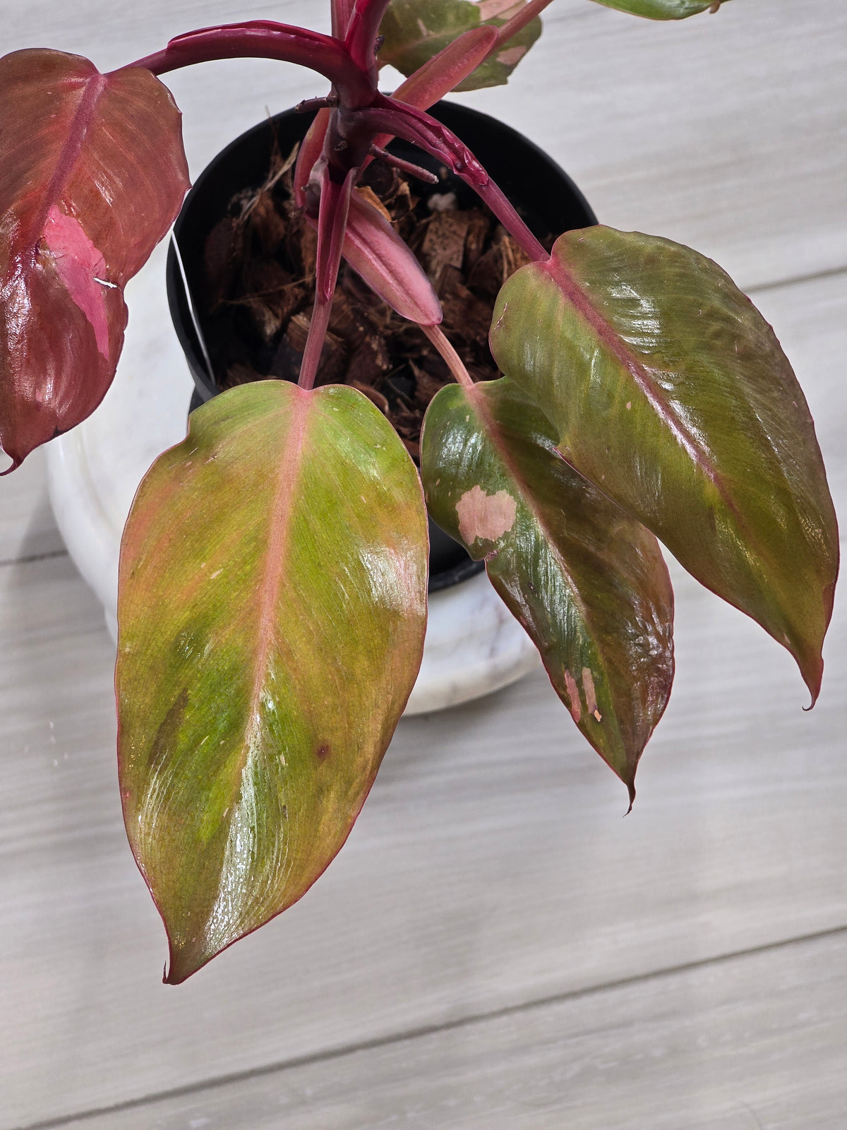 Philodendron Persimmon Princess #20