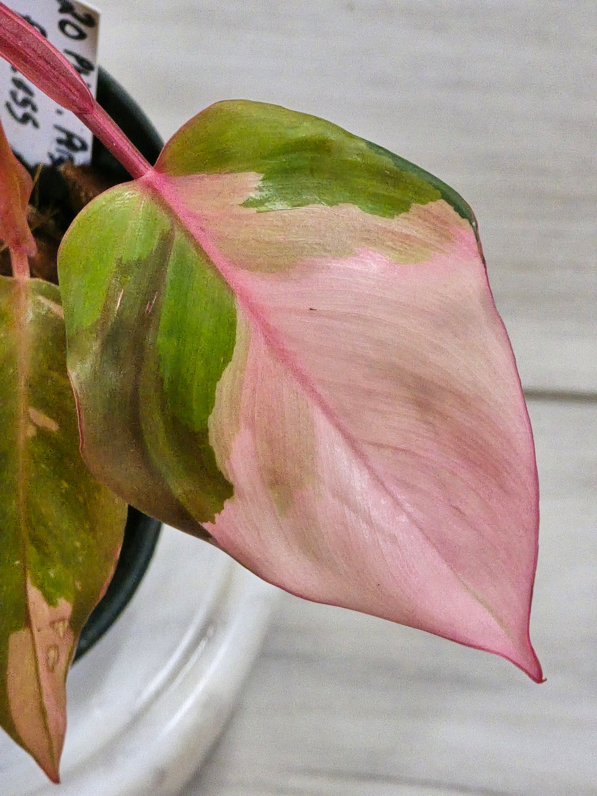 Philodendron Persimmon Princess #20