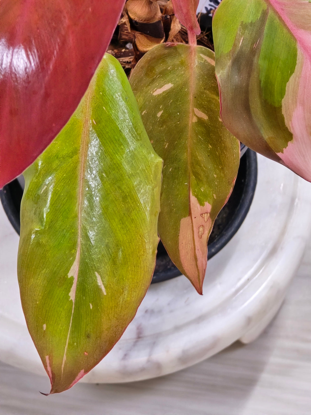 Philodendron Persimmon Princess #20