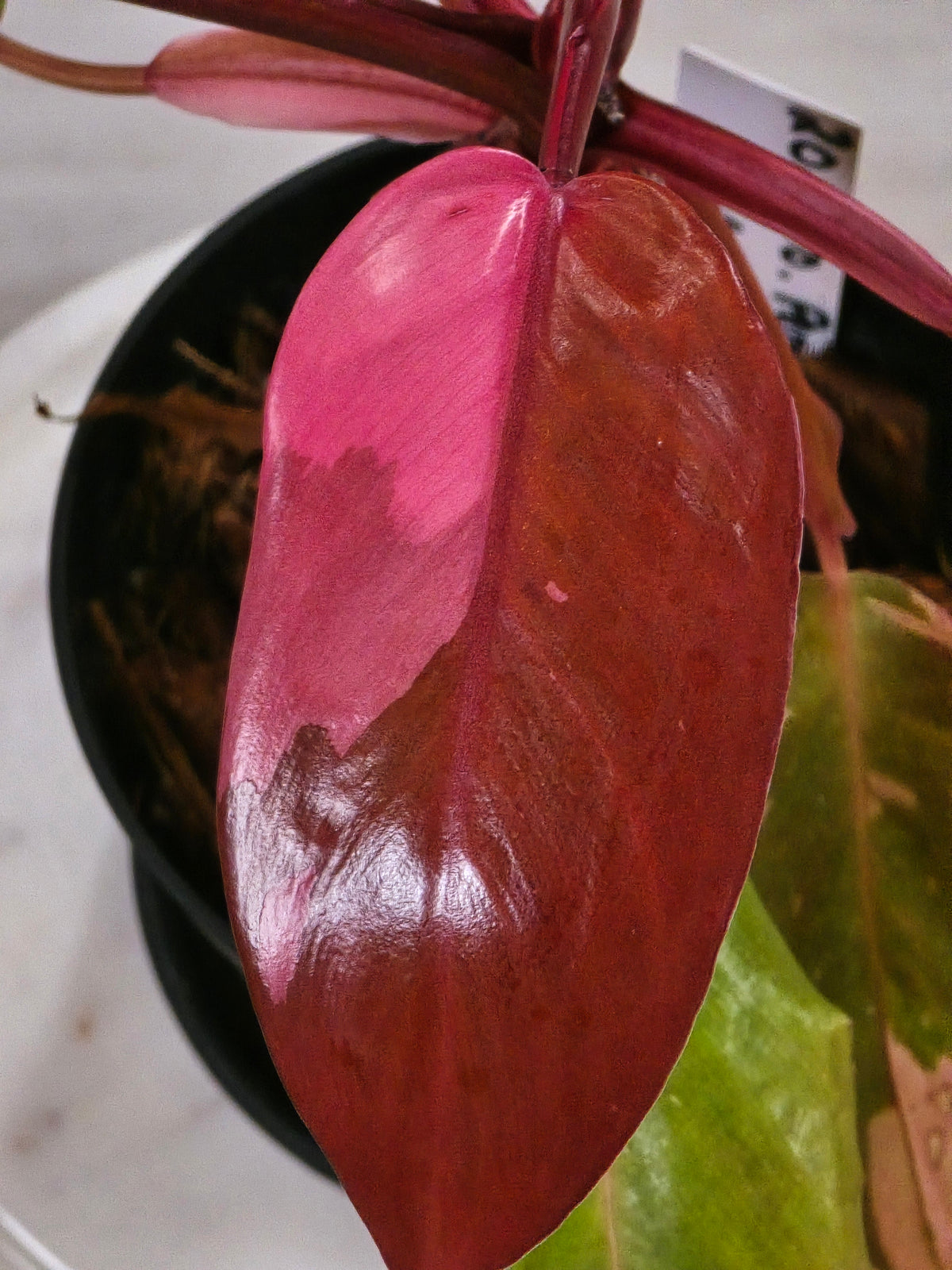 Philodendron Persimmon Princess #20