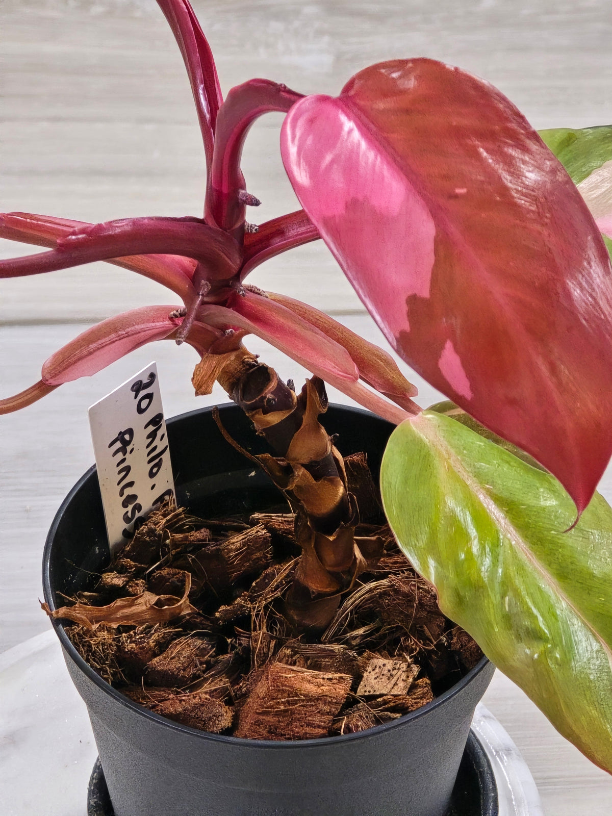 Philodendron Persimmon Princess #20