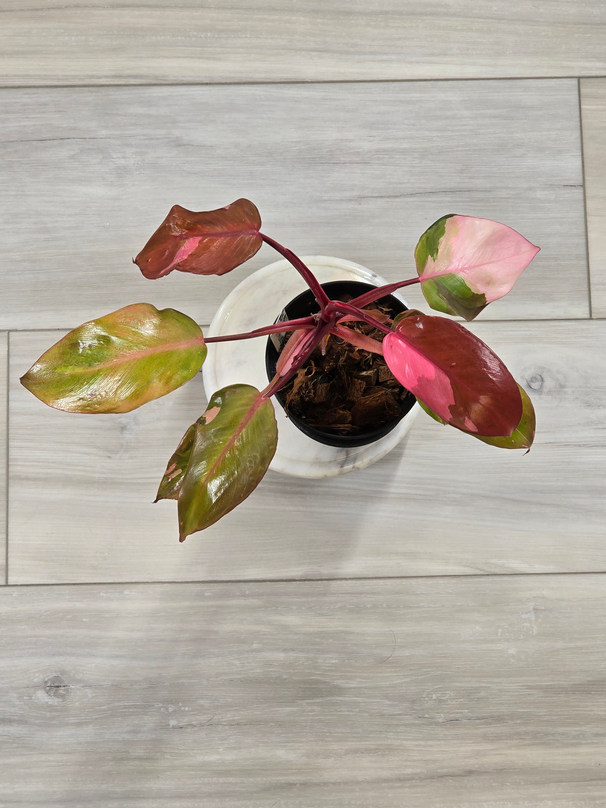 Philodendron Persimmon Princess #20