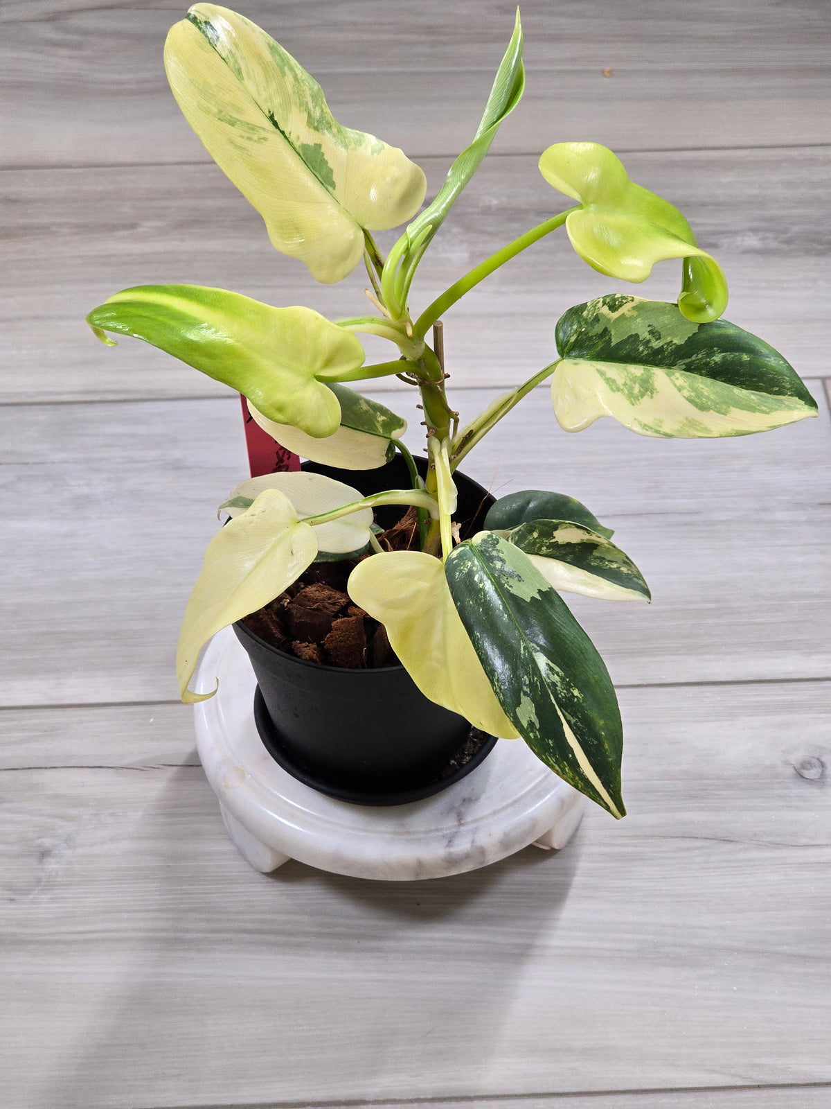 Philodendron Bipennifolium Violin Variegated #12