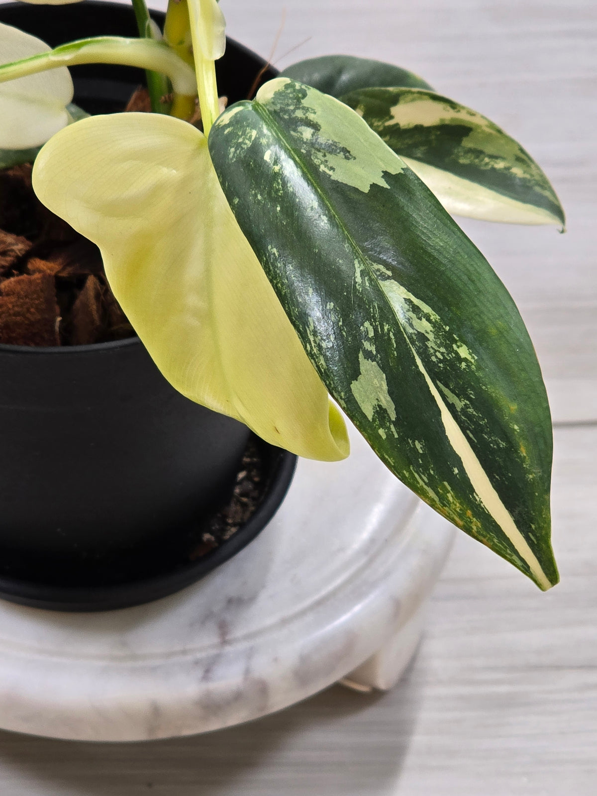 Philodendron Bipennifolium Violin Variegated #12