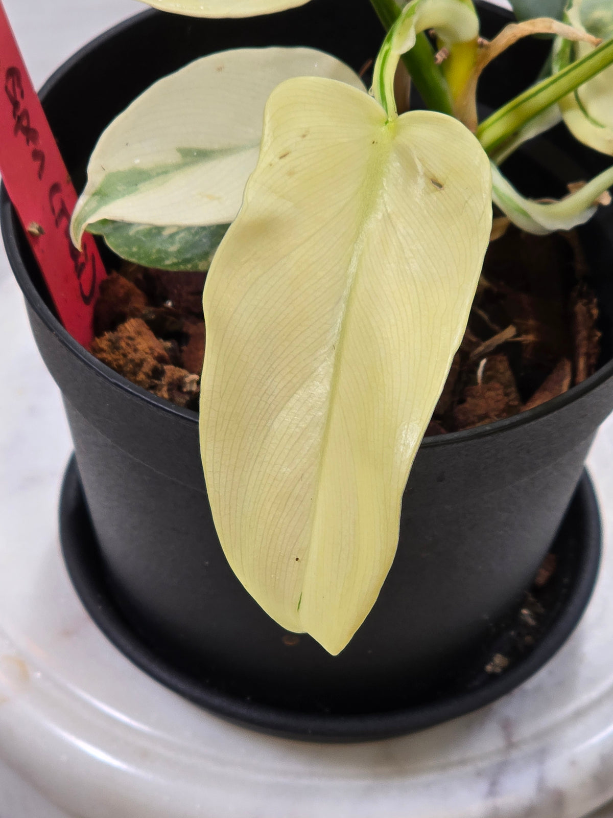 Philodendron Bipennifolium Violin Variegated #12