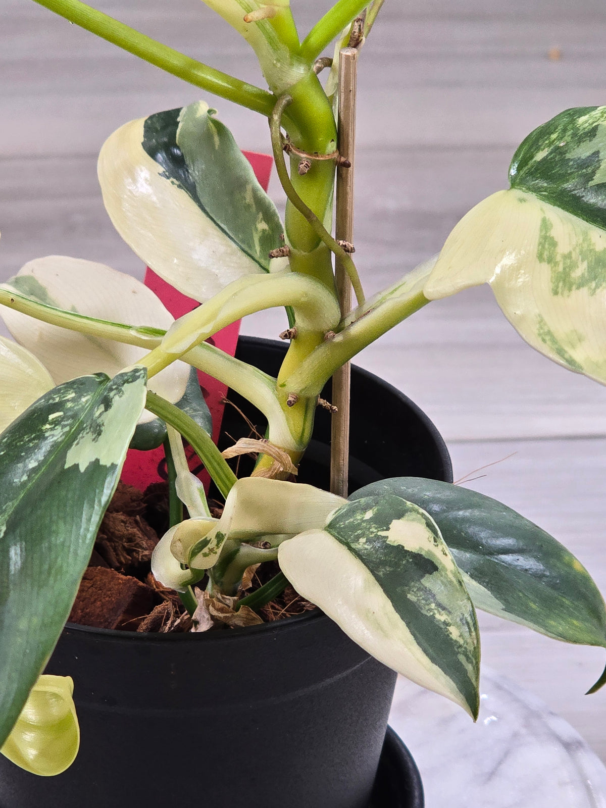 Philodendron Bipennifolium Violin Variegated #12