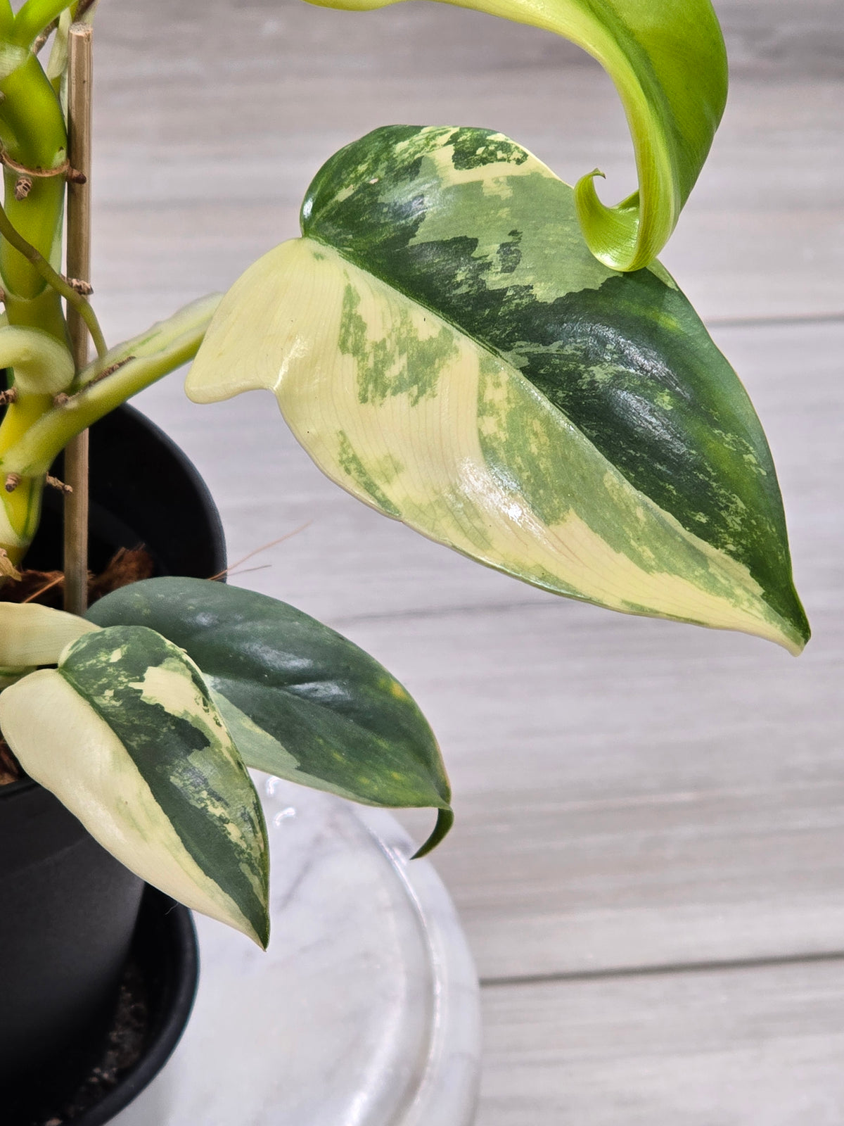 Philodendron Bipennifolium Violin Variegated #12