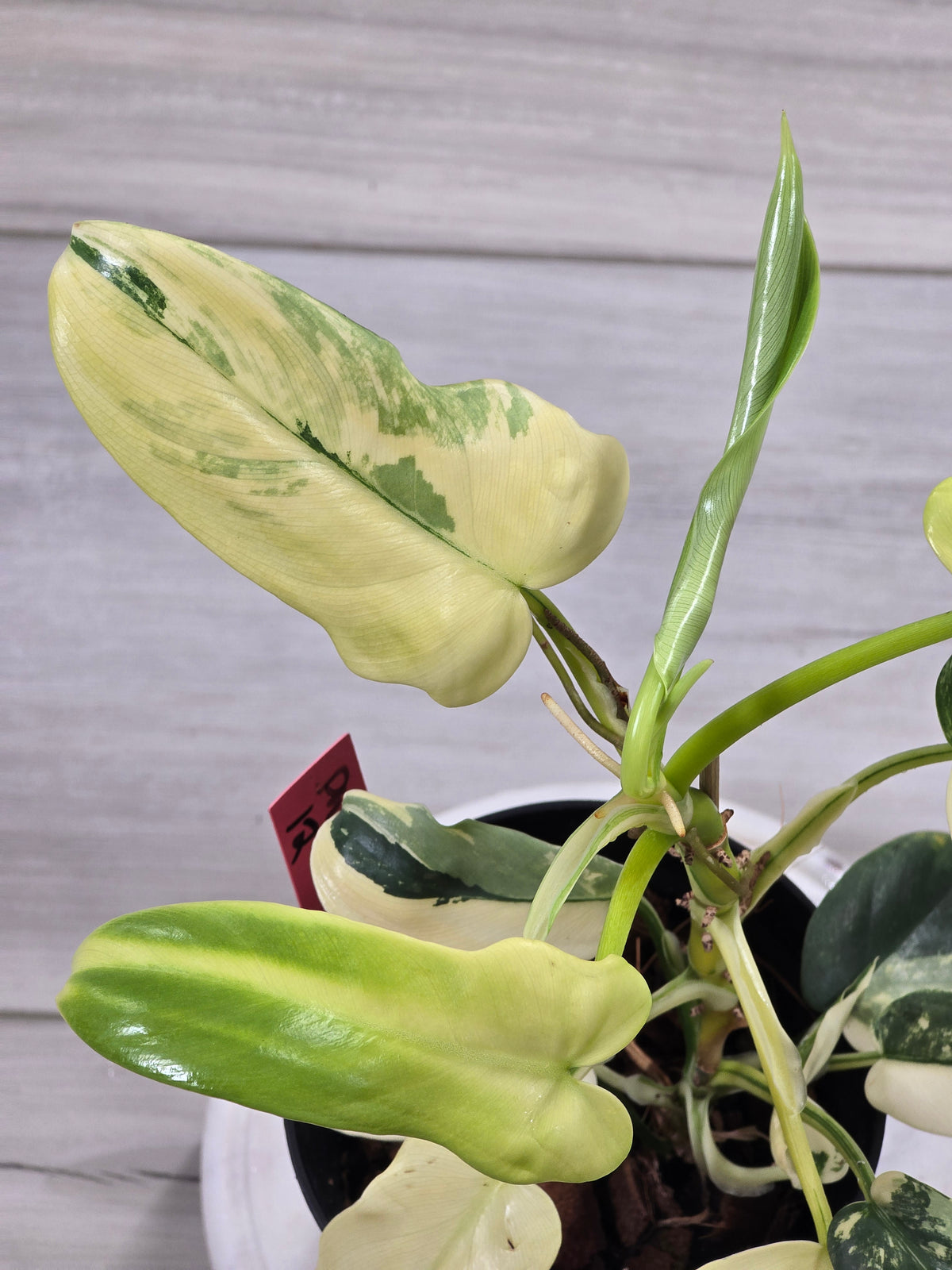 Philodendron Bipennifolium Violin Variegated #12