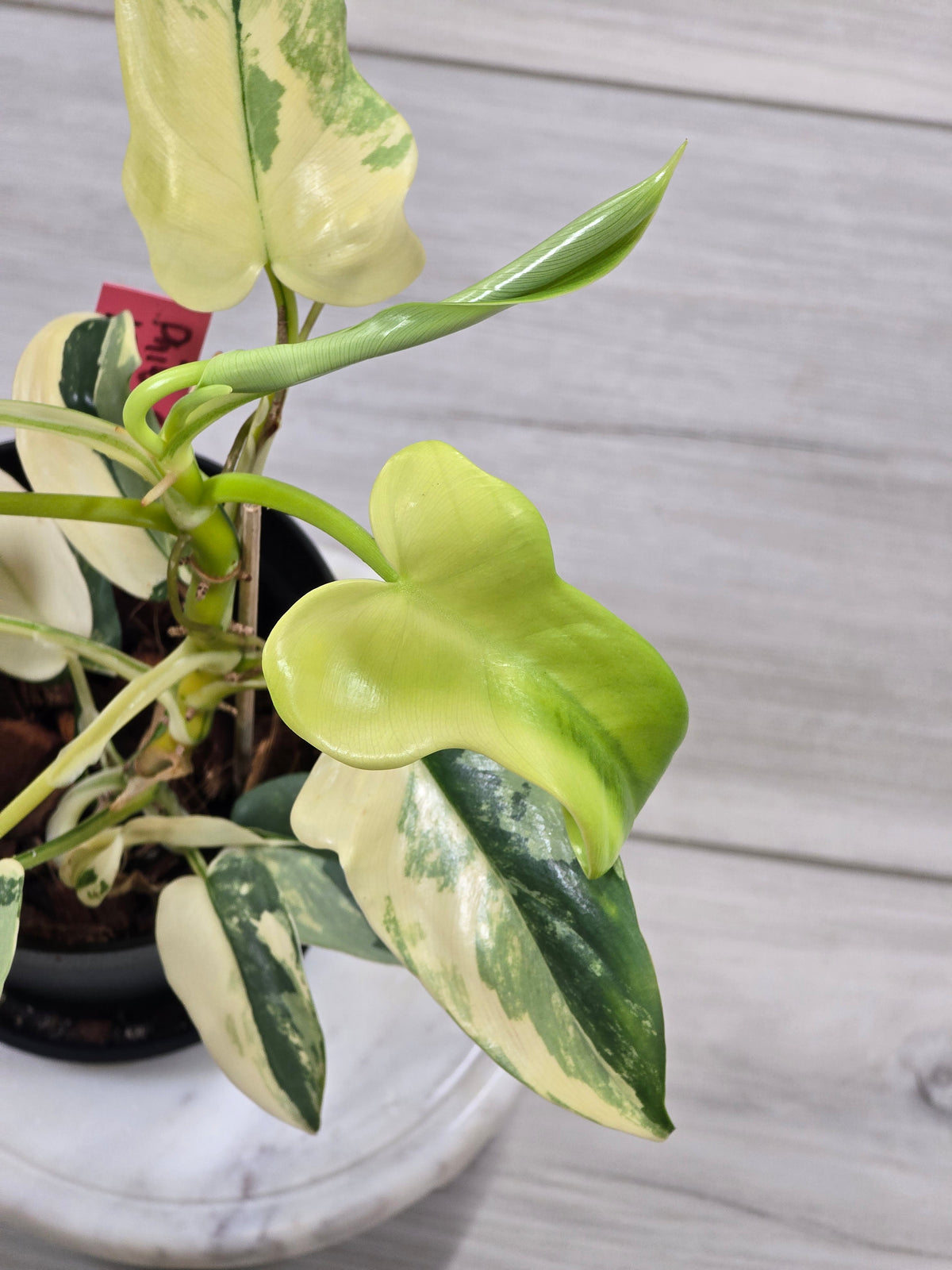 Philodendron Bipennifolium Violin Variegated #12