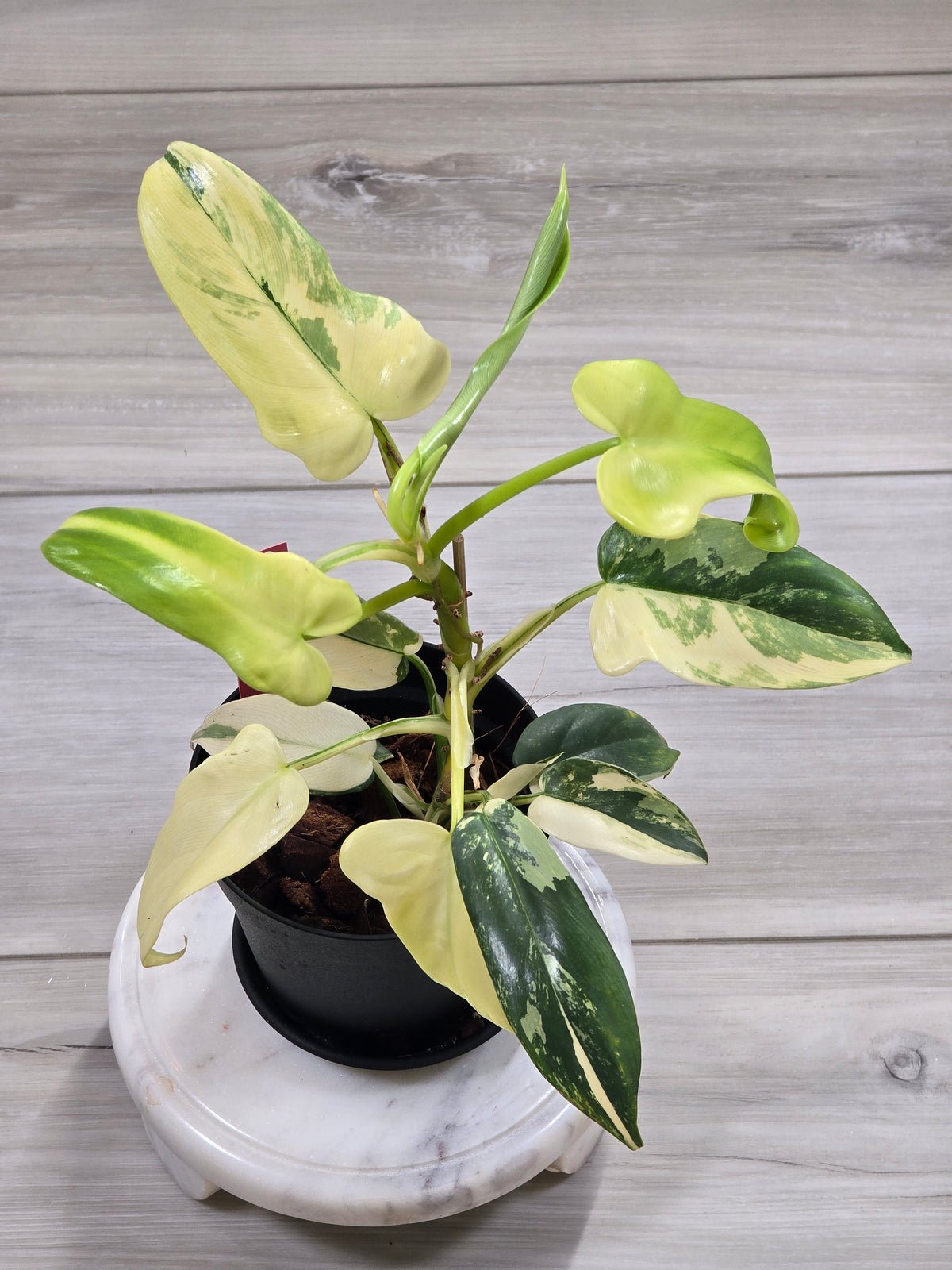 Philodendron Bipennifolium Violin Variegated #12