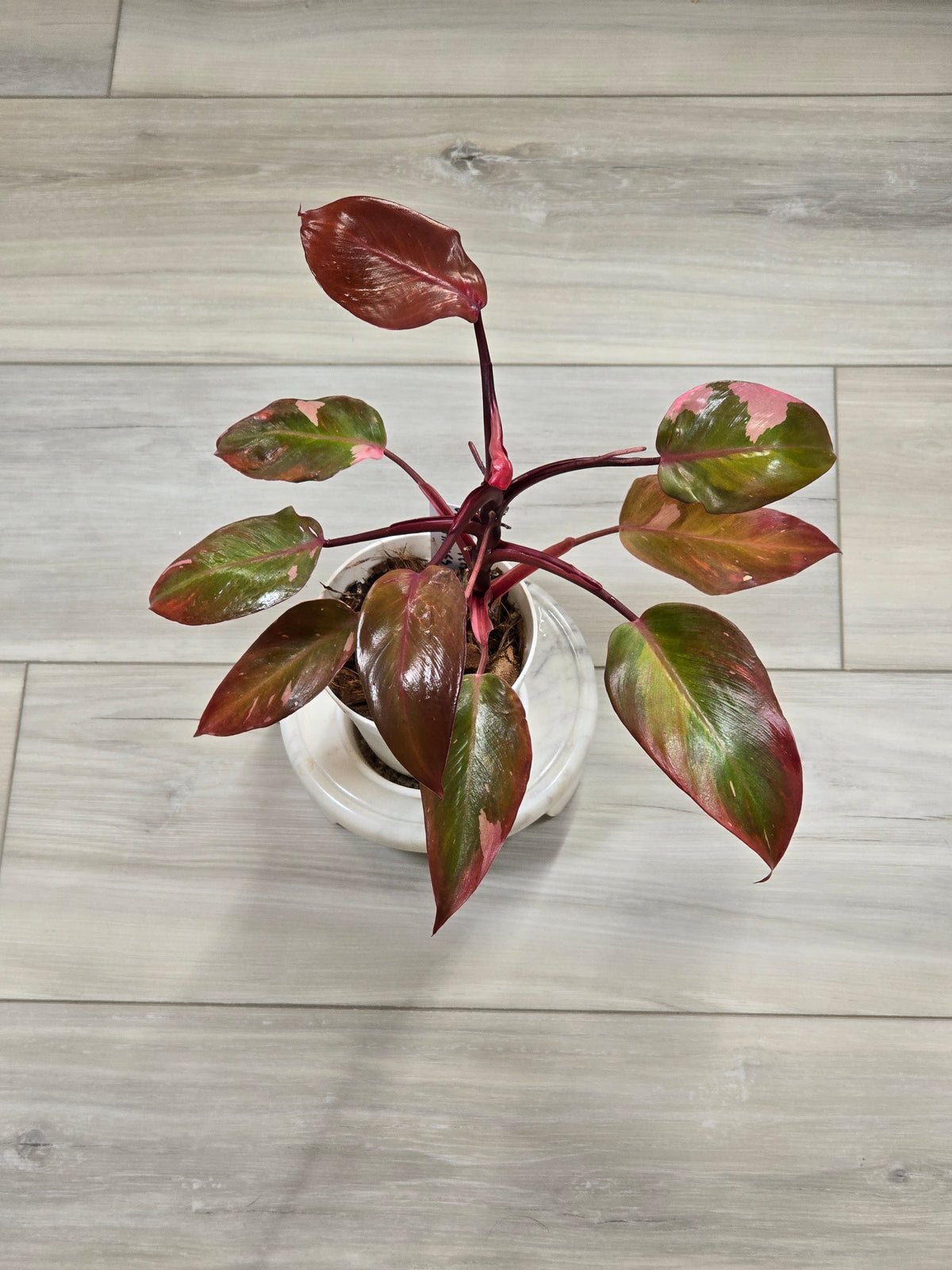 Philodendron Persimmon Princess #22