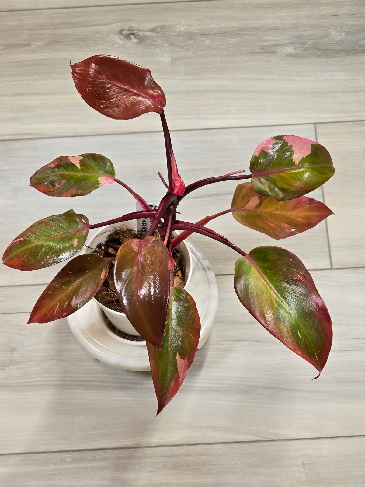 Philodendron Persimmon Princess #22