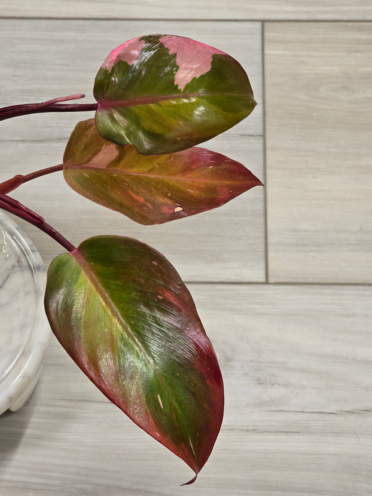 Philodendron Persimmon Princess #22