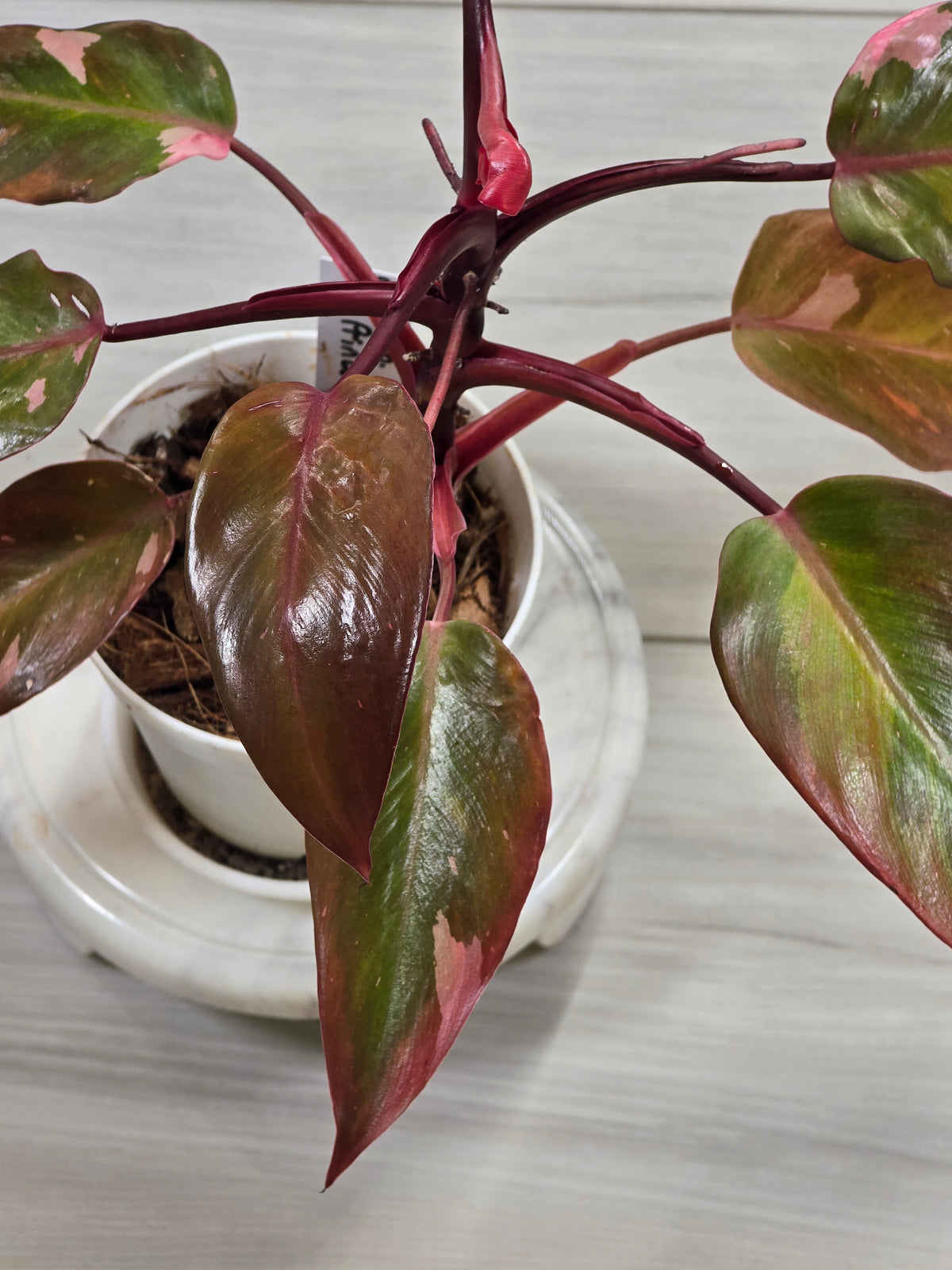 Philodendron Persimmon Princess #22
