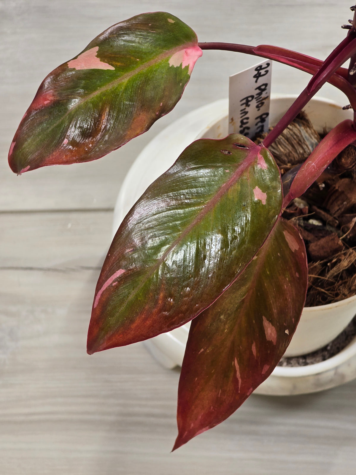 Philodendron Persimmon Princess #22