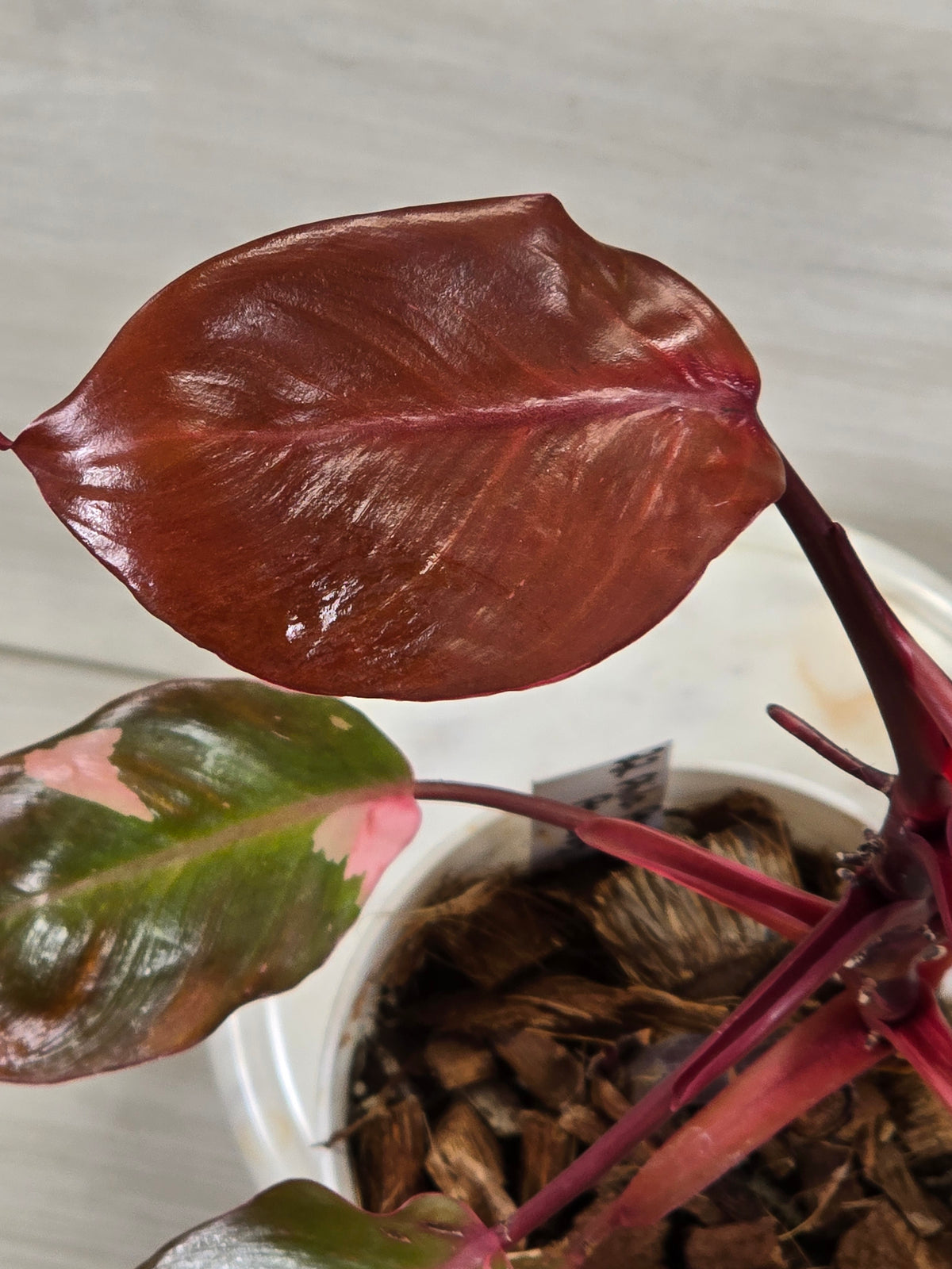 Philodendron Persimmon Princess #22