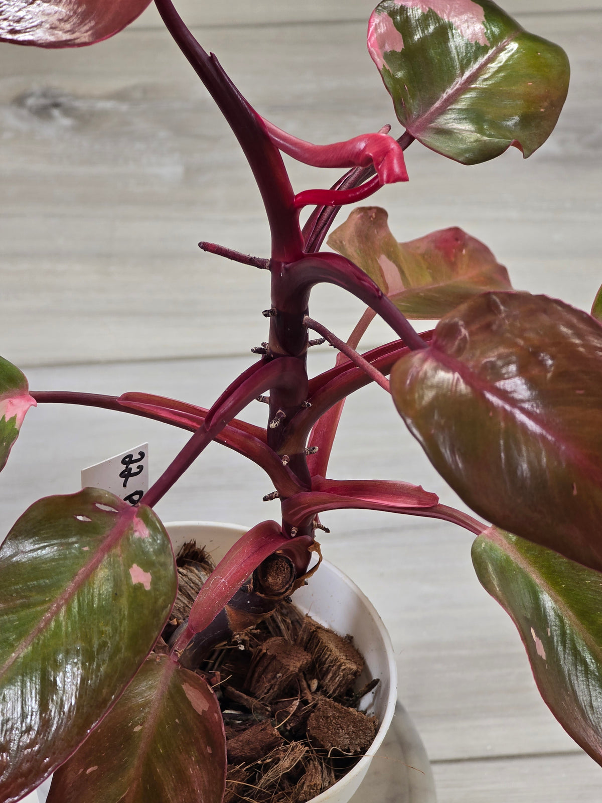 Philodendron Persimmon Princess #22