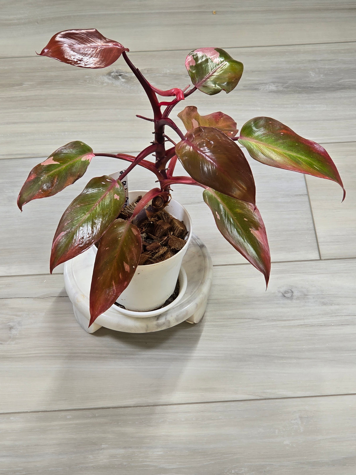 Philodendron Persimmon Princess #22