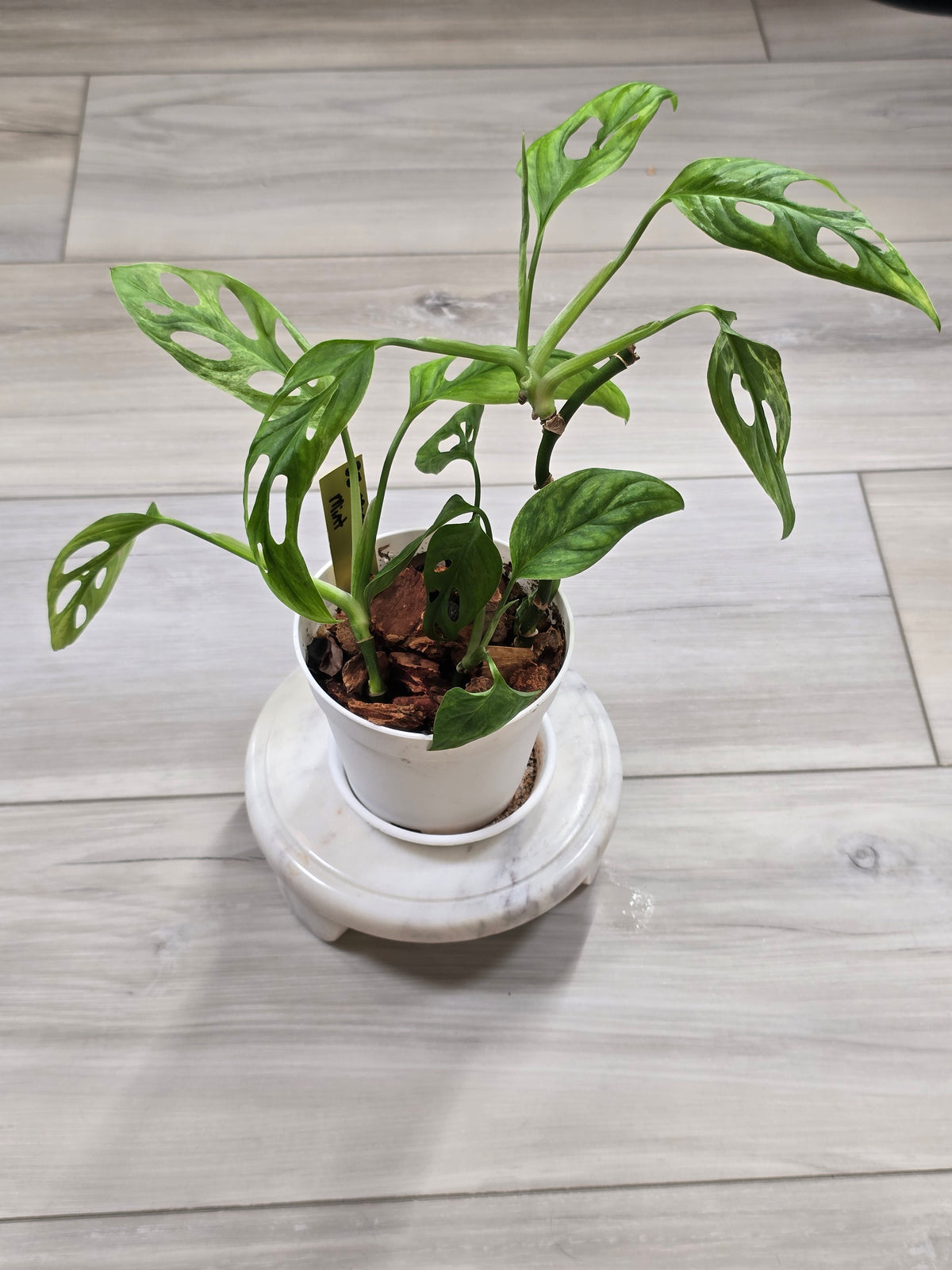 Monstera Adansonii Mint #35