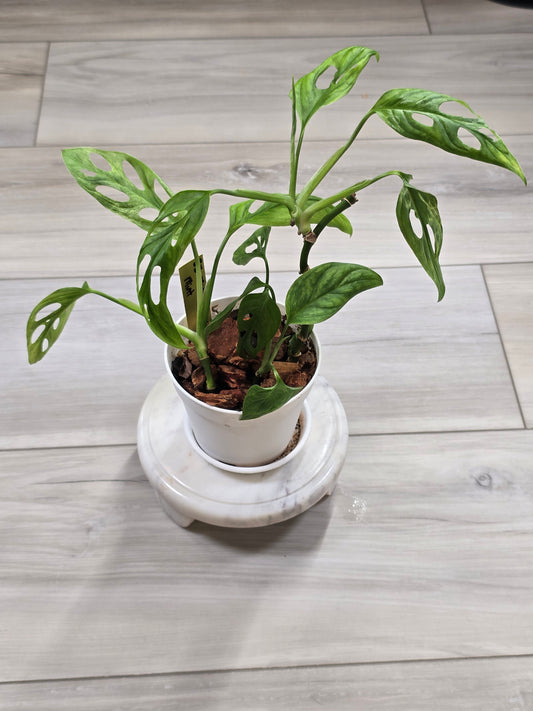 Monstera Adansonii Mint #35