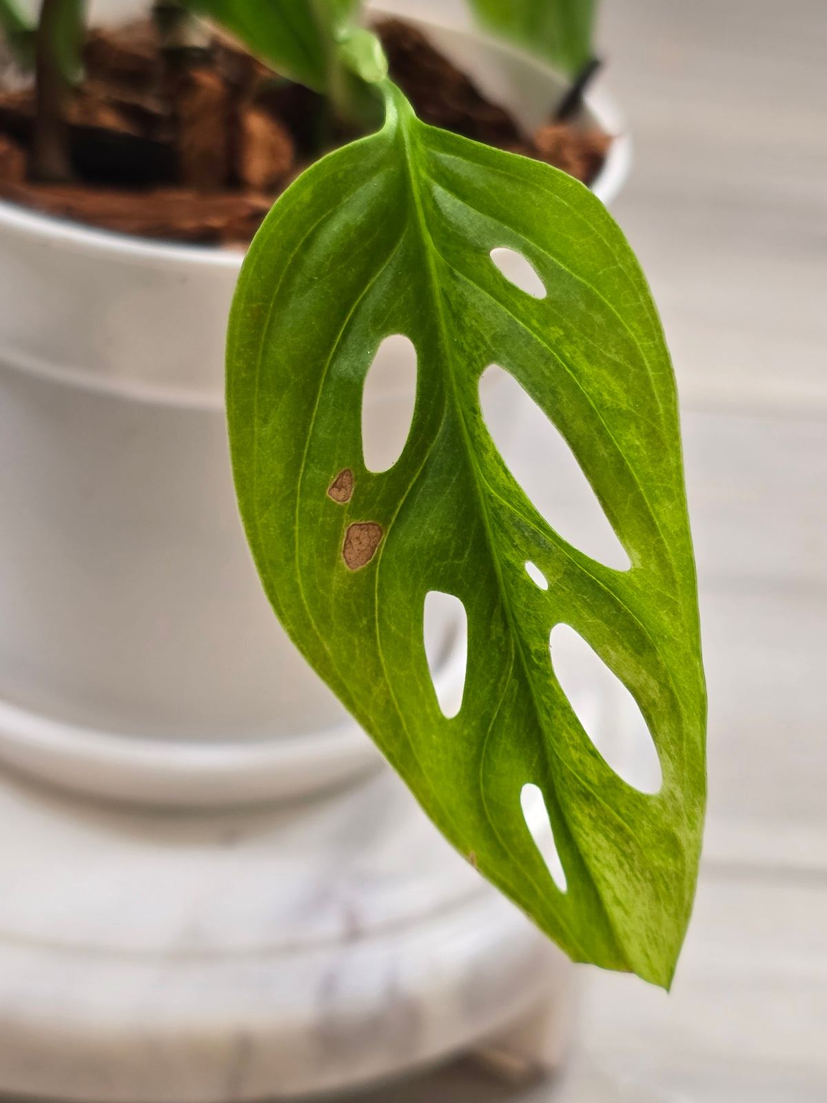Monstera Adansonii Mint #35