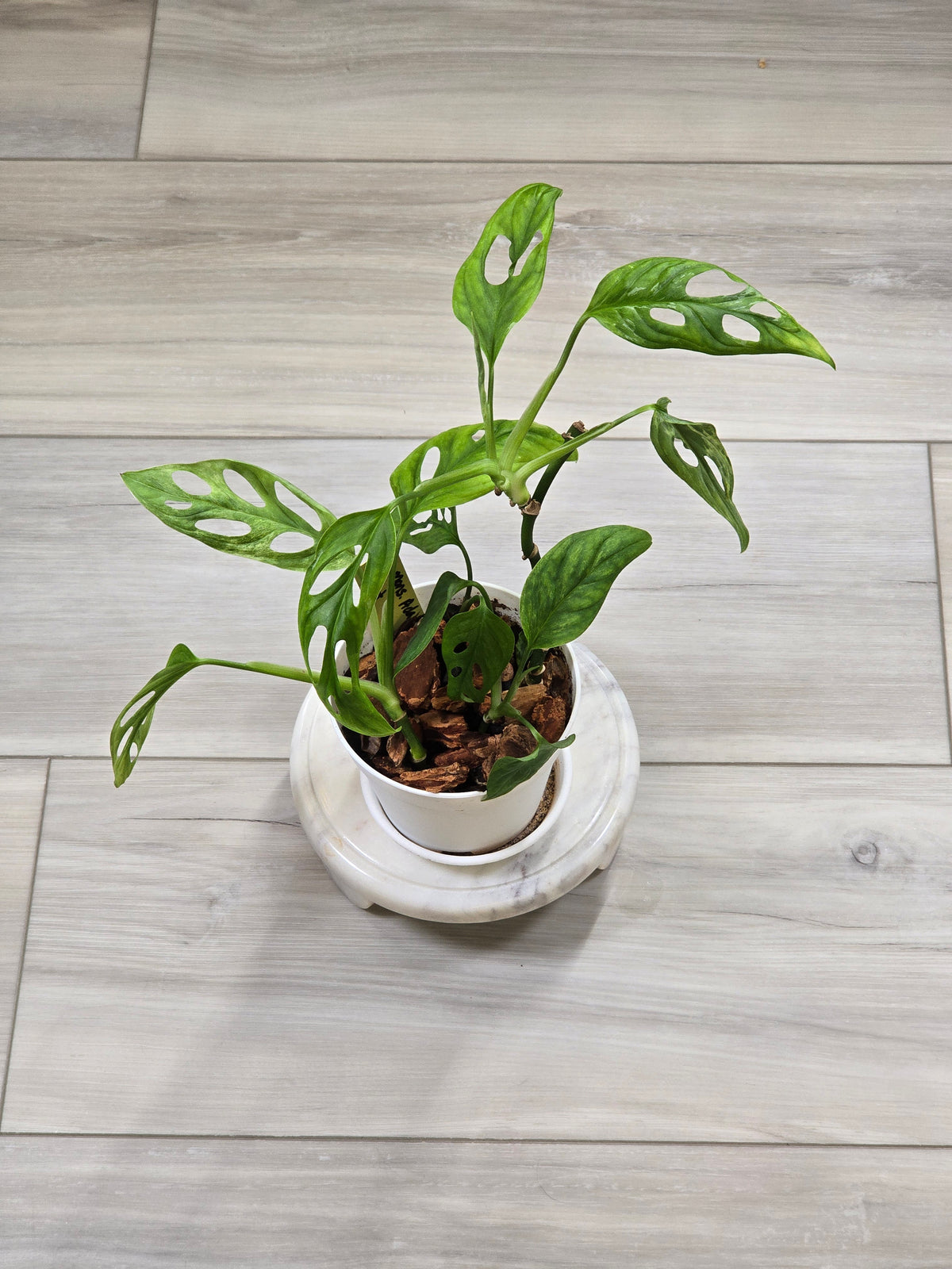 Monstera Adansonii Mint #35
