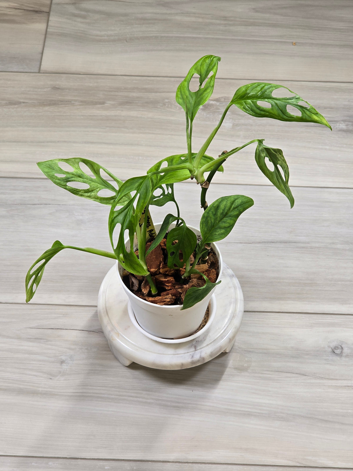 Monstera Adansonii Mint #35