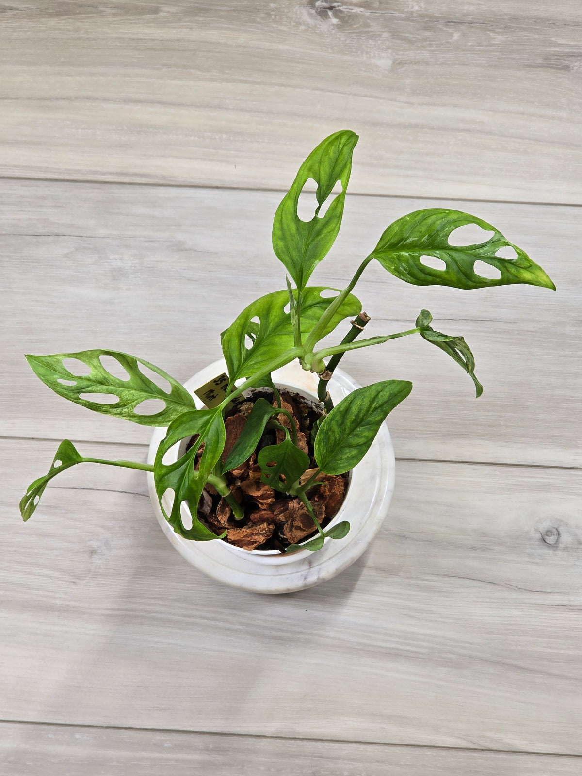 Monstera Adansonii Mint #35